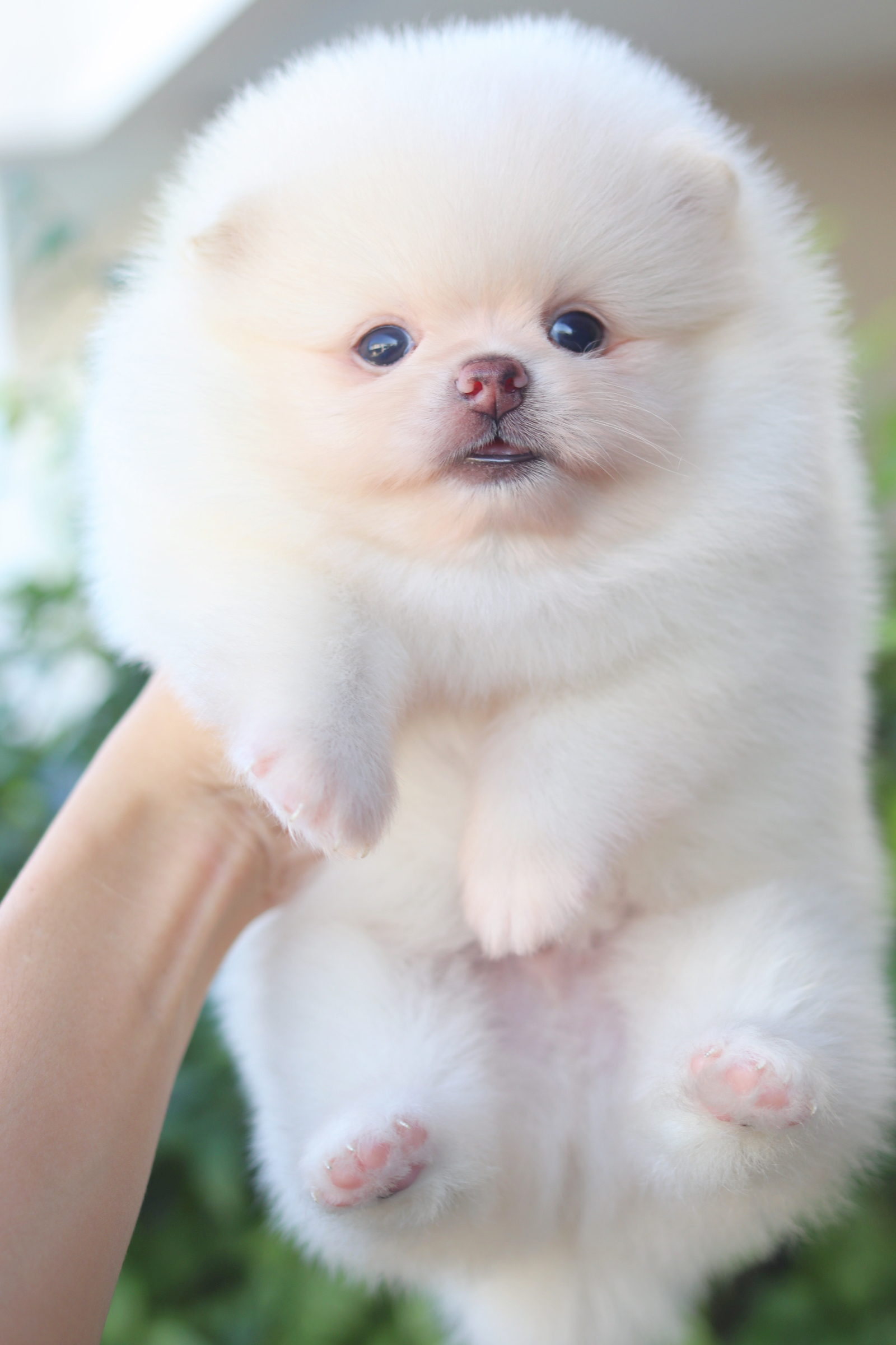 ปอมเมอเรเนียน เพศผู้สีขาวครีม