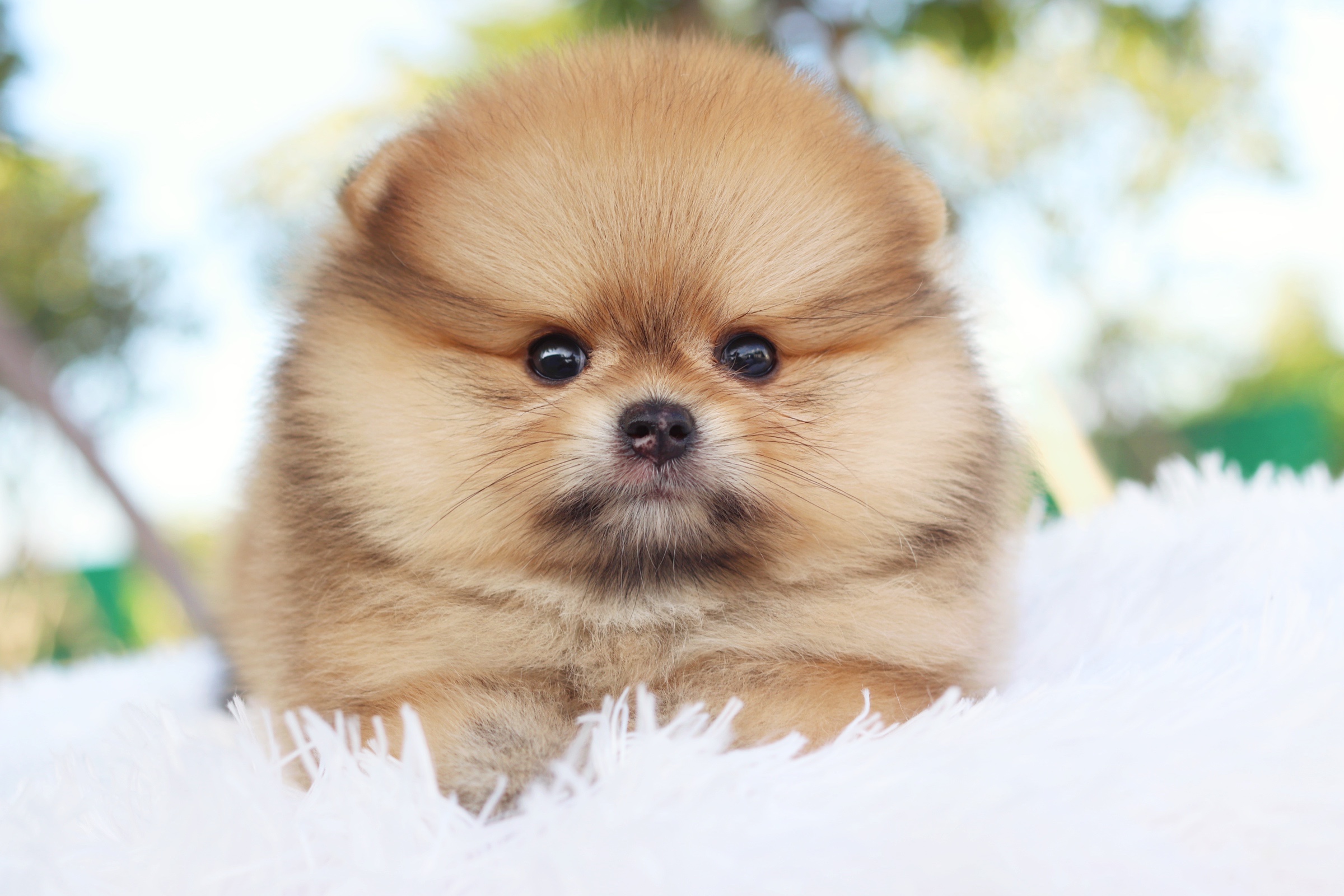 ปอมเมอเรเนียน เพศเมียสีส้มเกรดโชว์