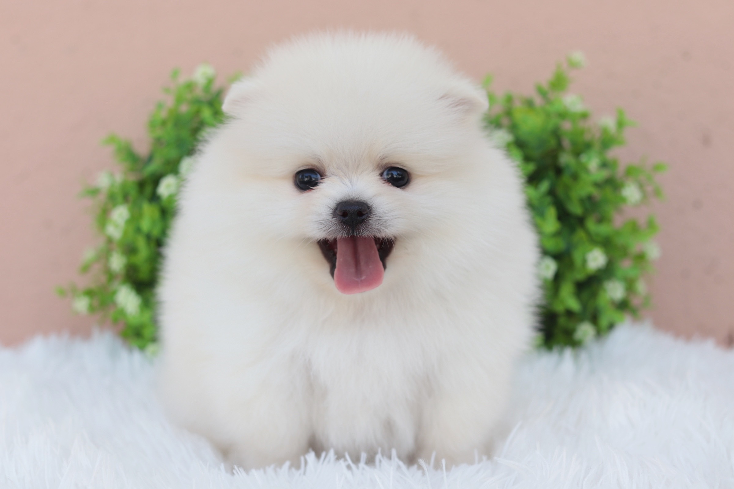 ปอมเมอเรเนียน เพศเมียสีขาวครีม