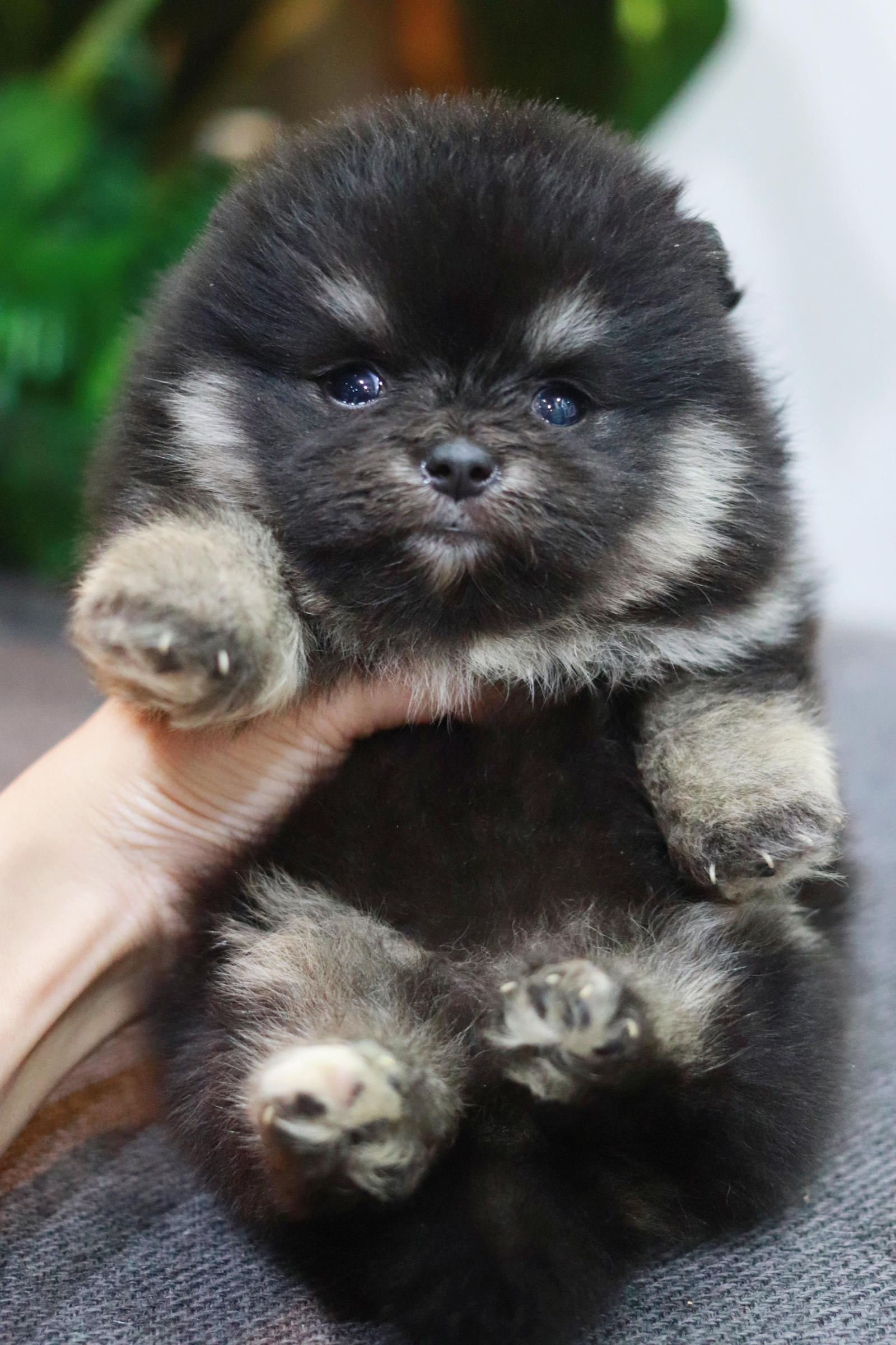 ปอมเมอเรเนียน เพศเมีย แบล็คแทน