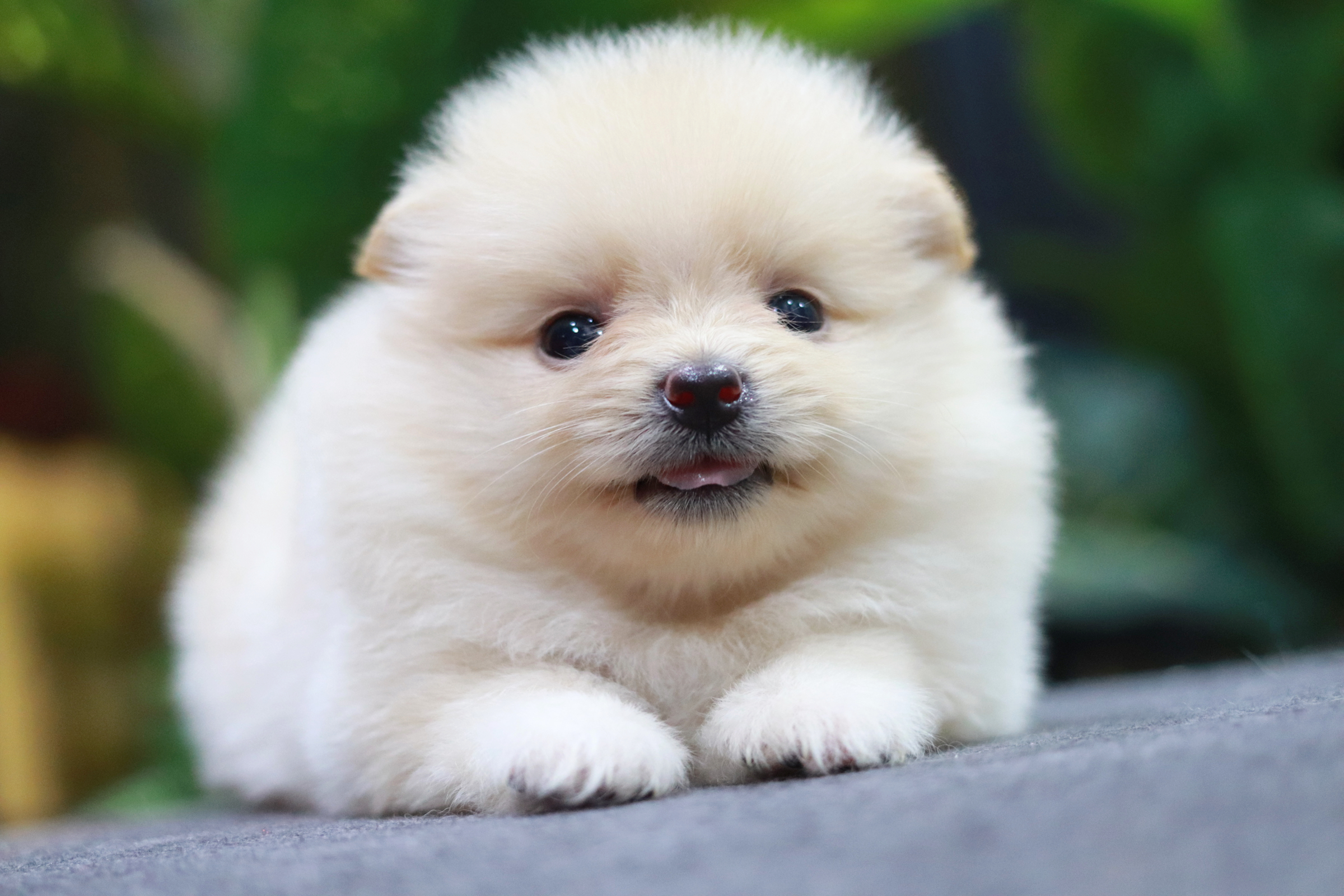 ปอมเมอเรเนียน เพศเมียสีครีม