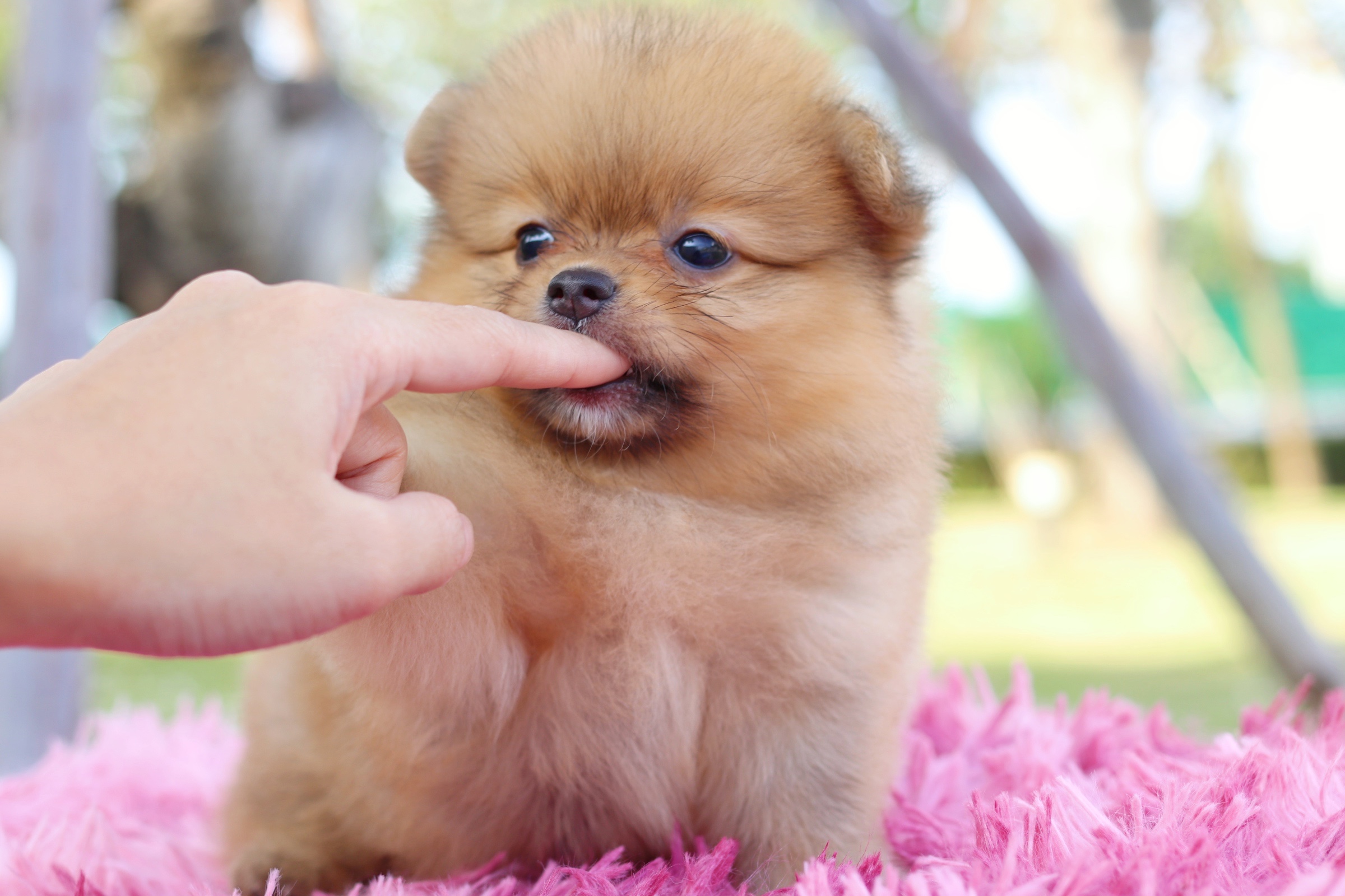 ปอมเมอเรเนียน เพศเมียสีส้ม