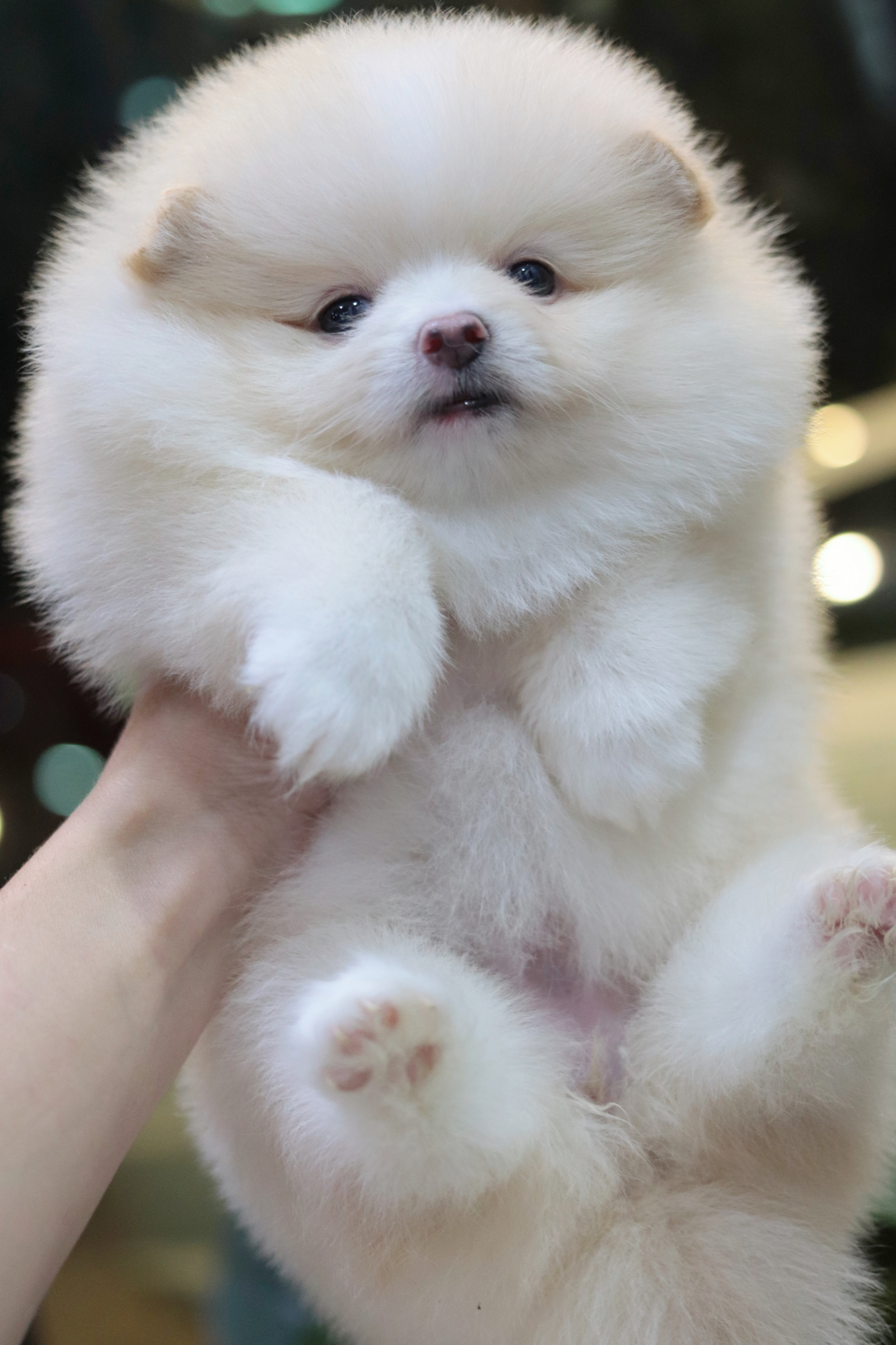 ปอมเมอเรเนียน เพศเมียสีขาวครีม สายเลือดดี