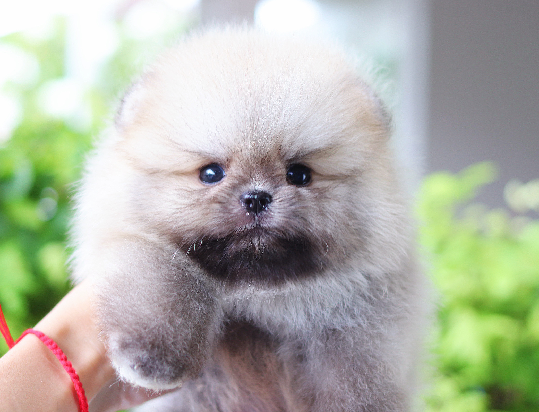 ปอมเมอเรเนียน เพศผู้สีส้ม เกรดโชว์