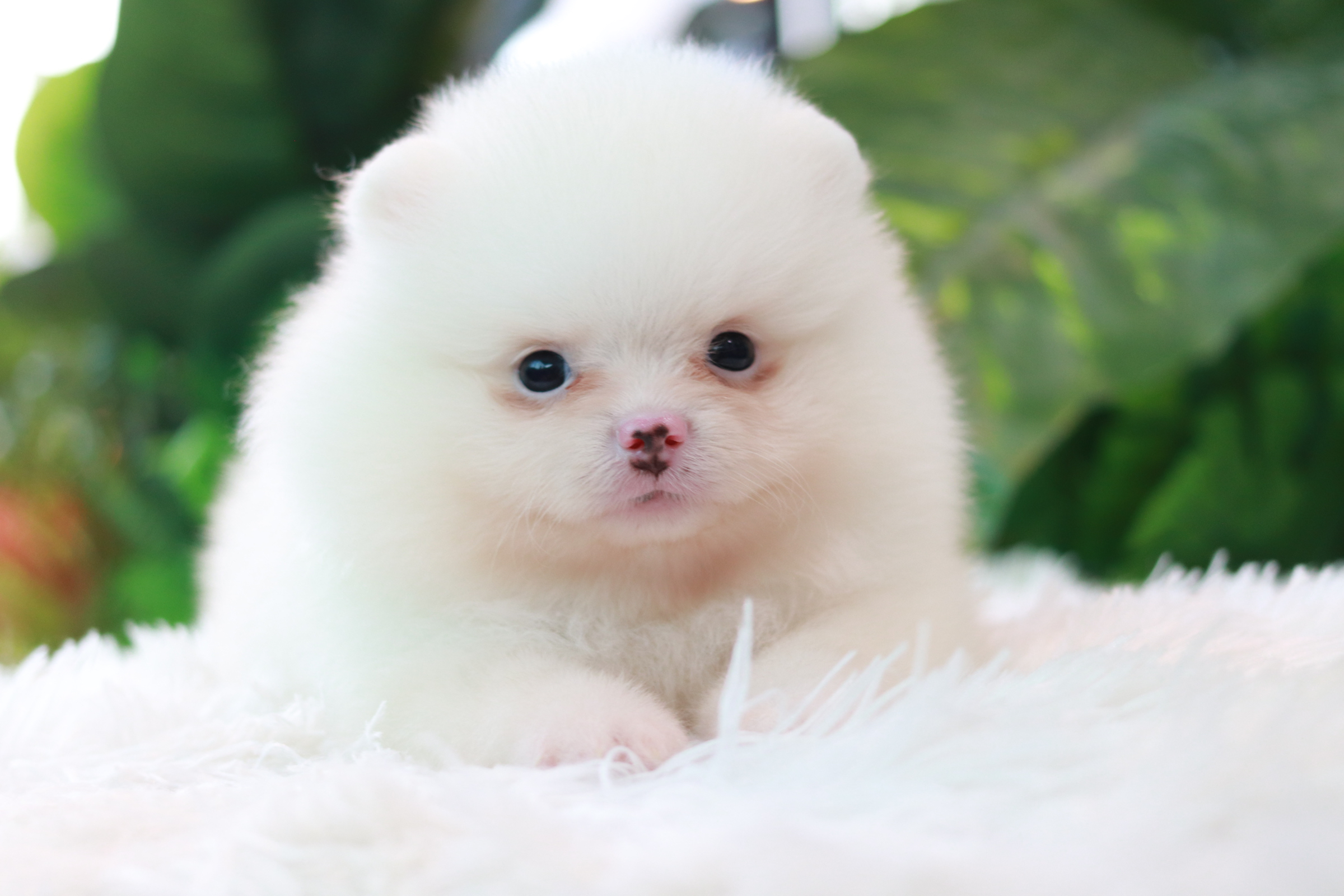 ปอมเมอเรเนียน เพศผู้ สีขาวสำลีหน้าฟ็อก