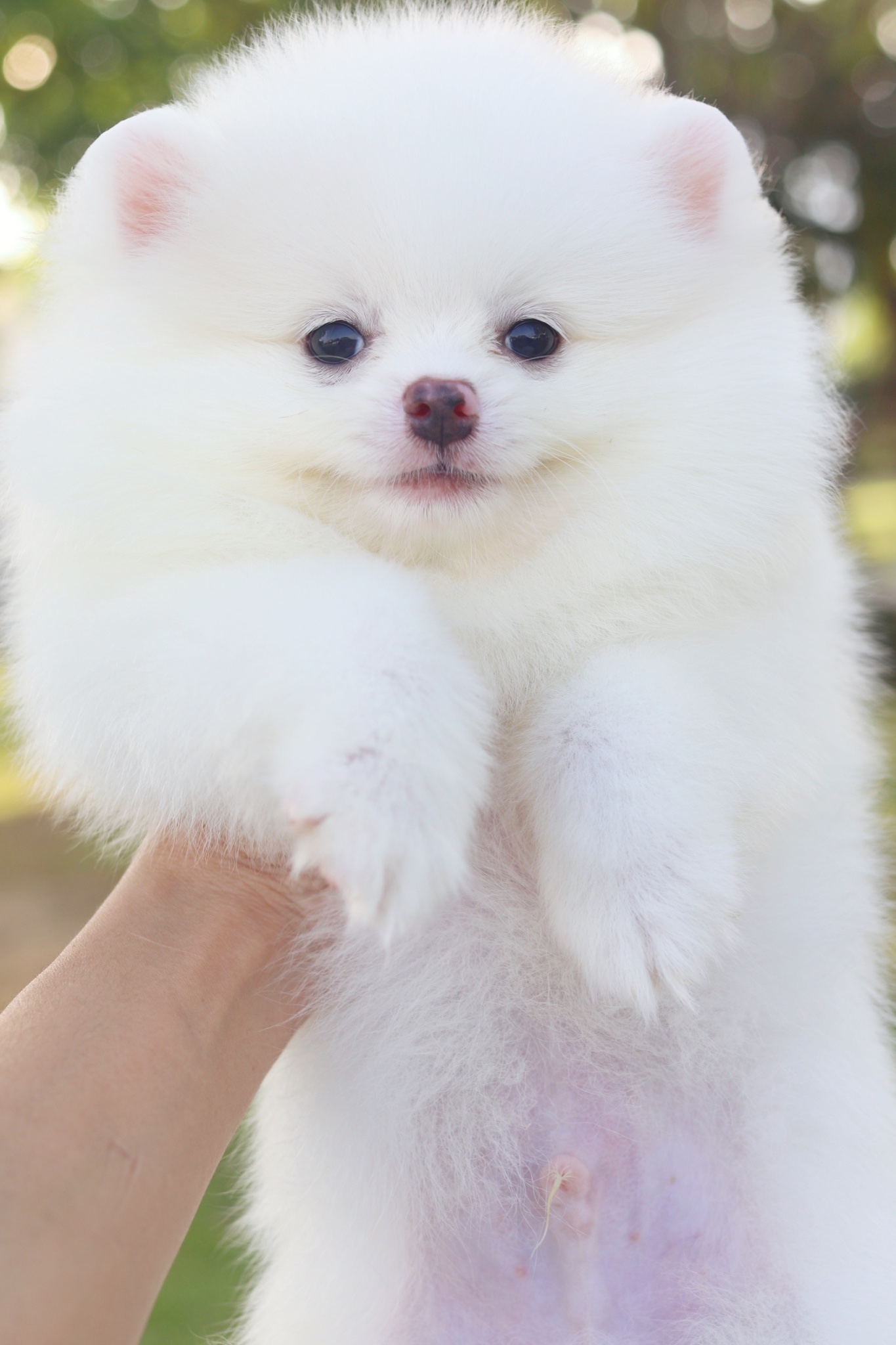 ปอมเมอเรเนียน เพศผู้สีขาวครีม