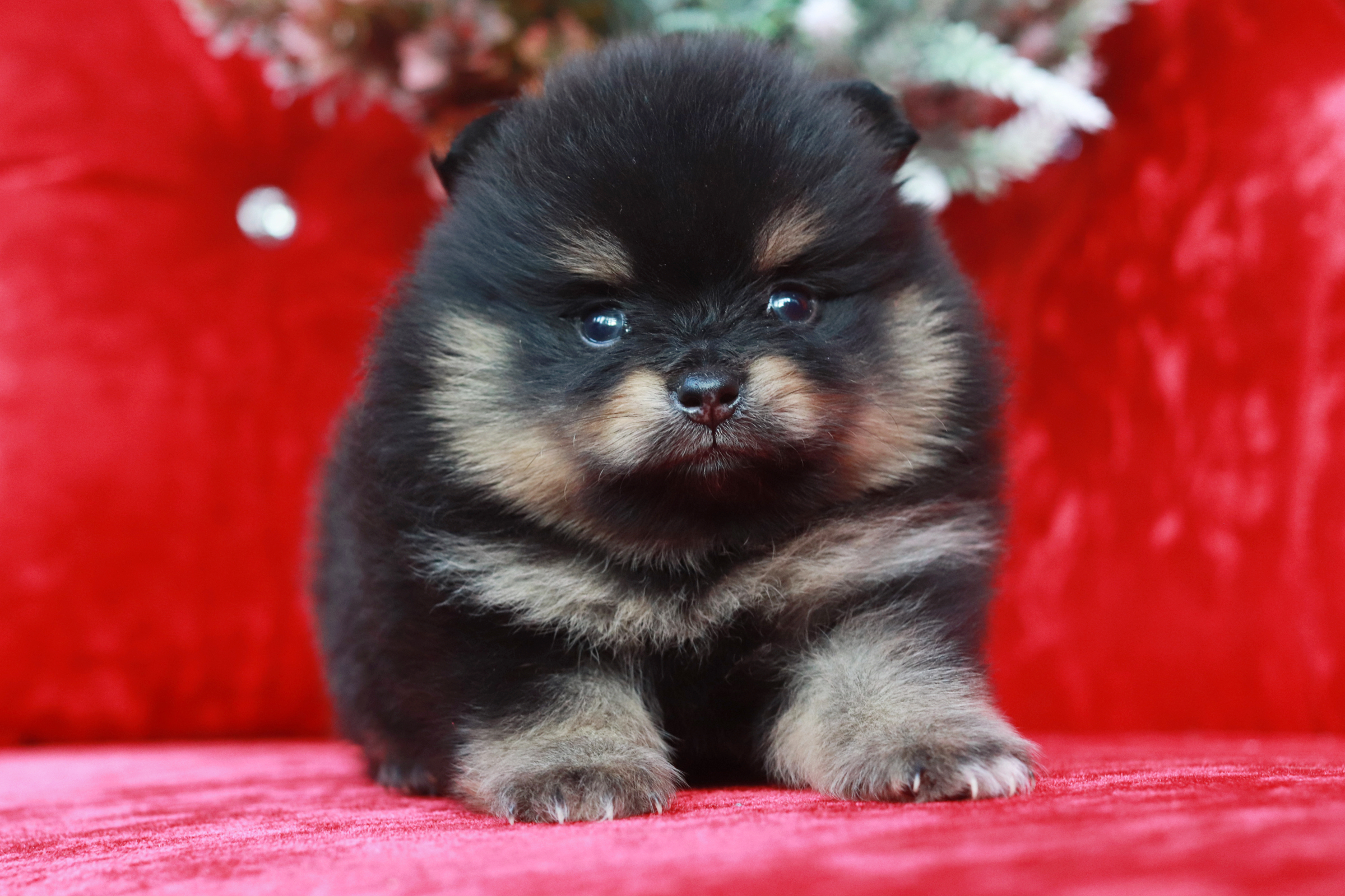 ปอมเมอเรเนียน เพศผู้แบล็คแทน