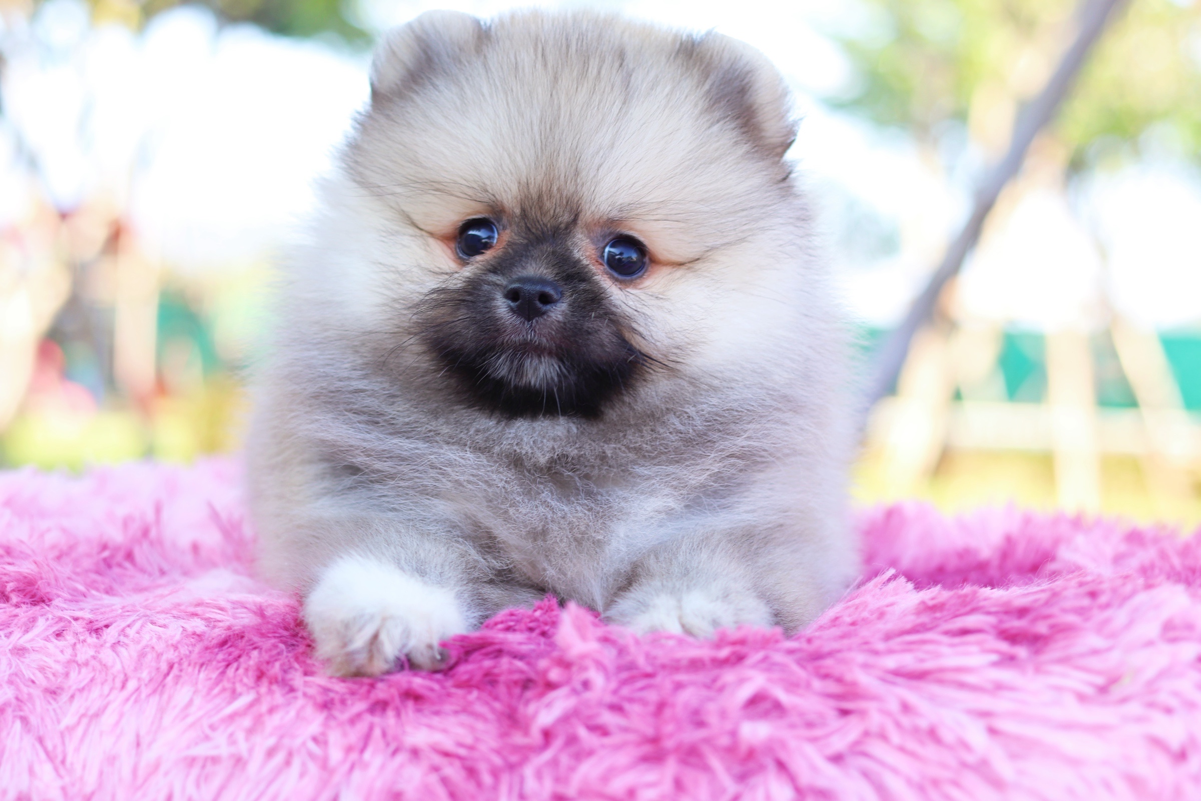 ปอมเมอเรเนียน เพศผู้ สีส้ม