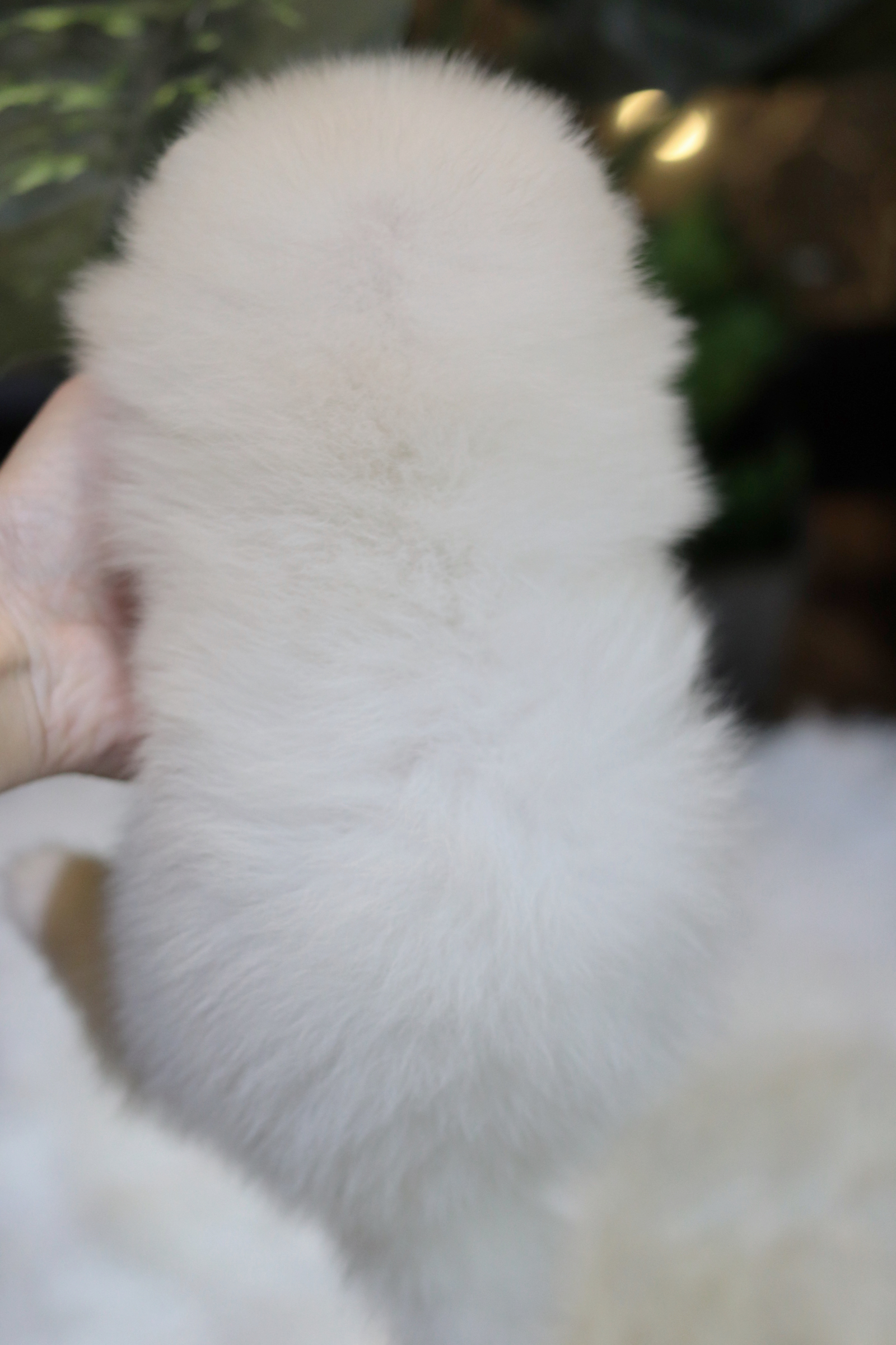 ปอมเมอเรเนียน เพศผู้ขาว