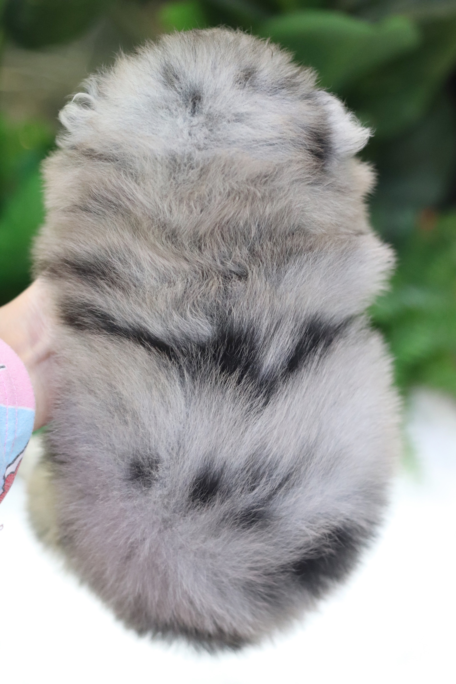 ปอมเมอเรเนียน เพศผู้สีเมอร์เร่ หน้าฟ็อก