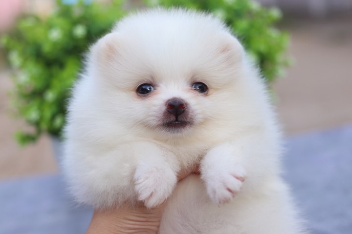 ปอมเมอเรเนียน เพศเมีย