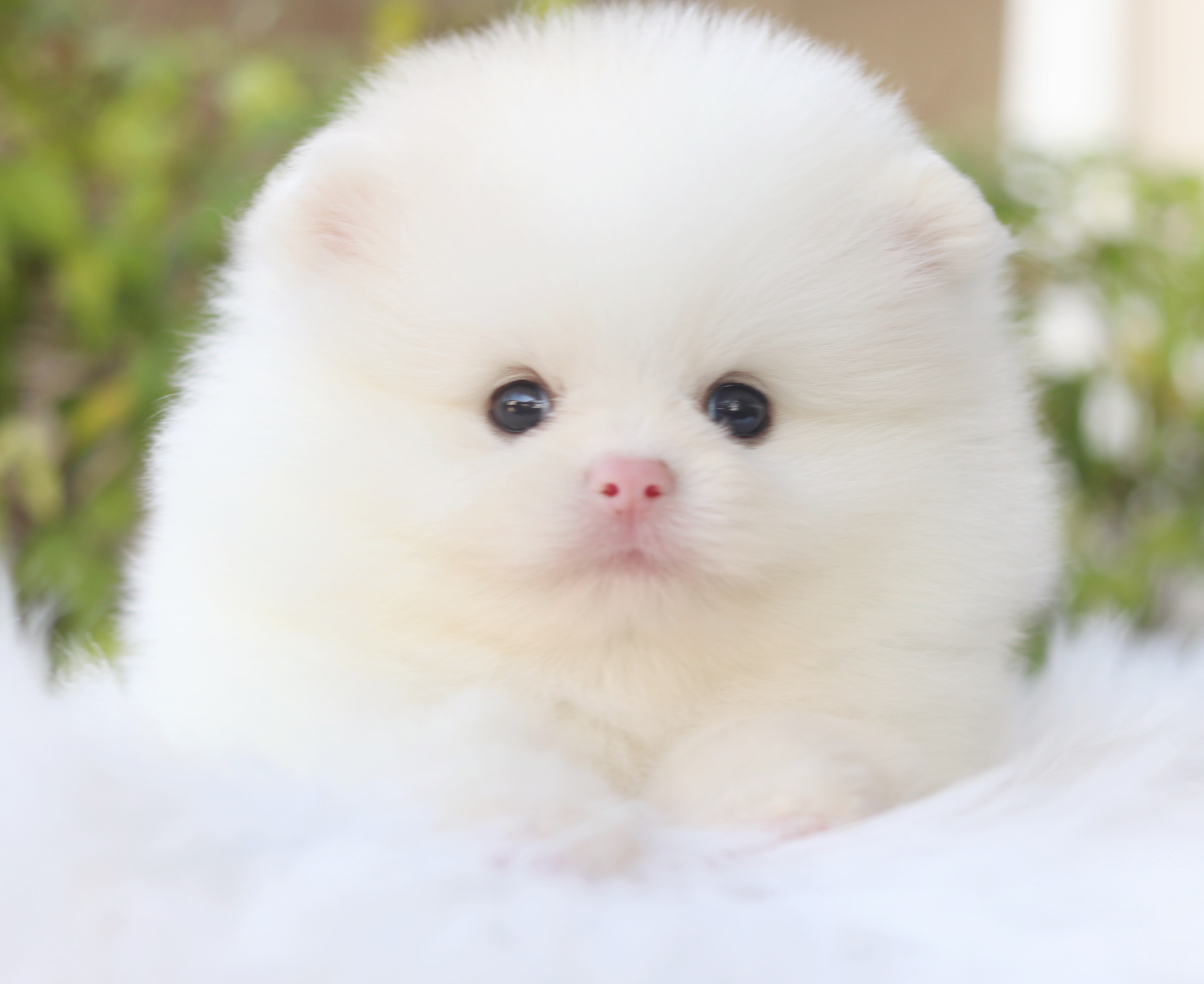 ปอมเมอเรเนียน เพศผู้สีขาวครีม