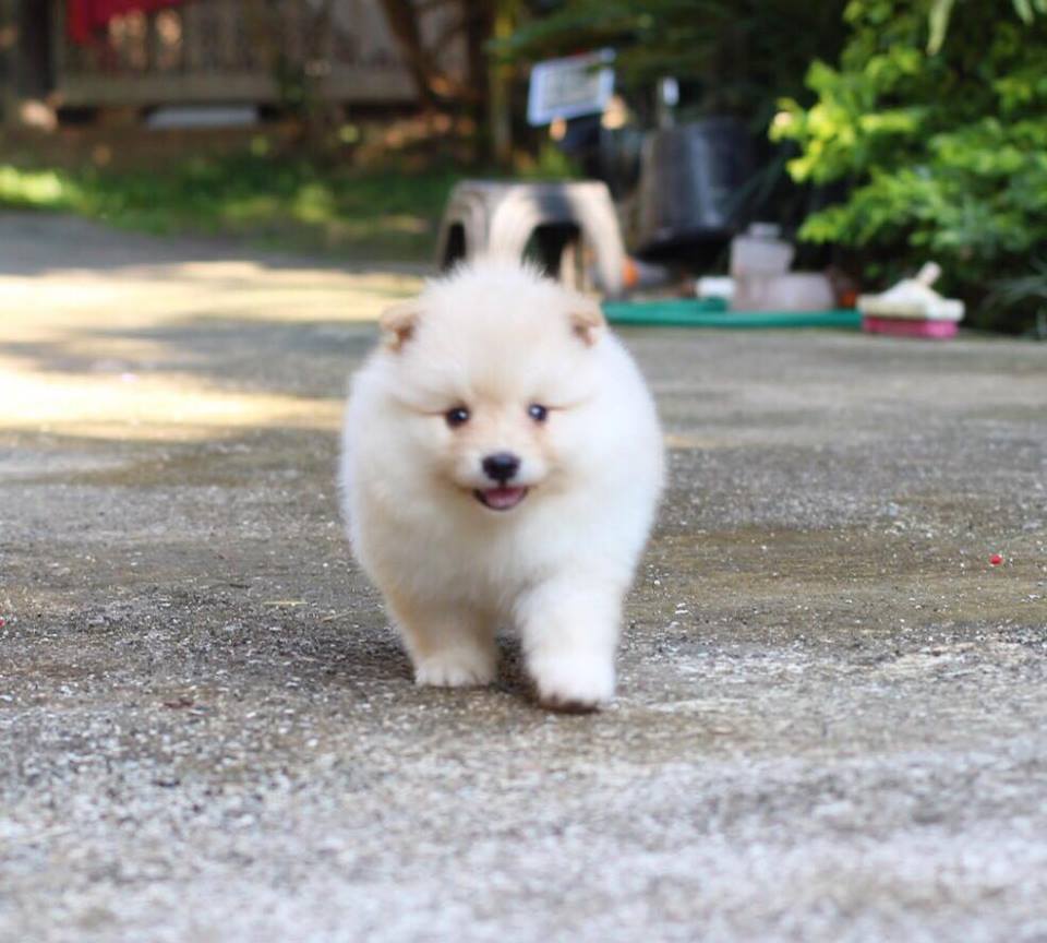 ปอมเมอเรเนียน เพศผู้หน้าฟ็อก ไซส์ปกติ