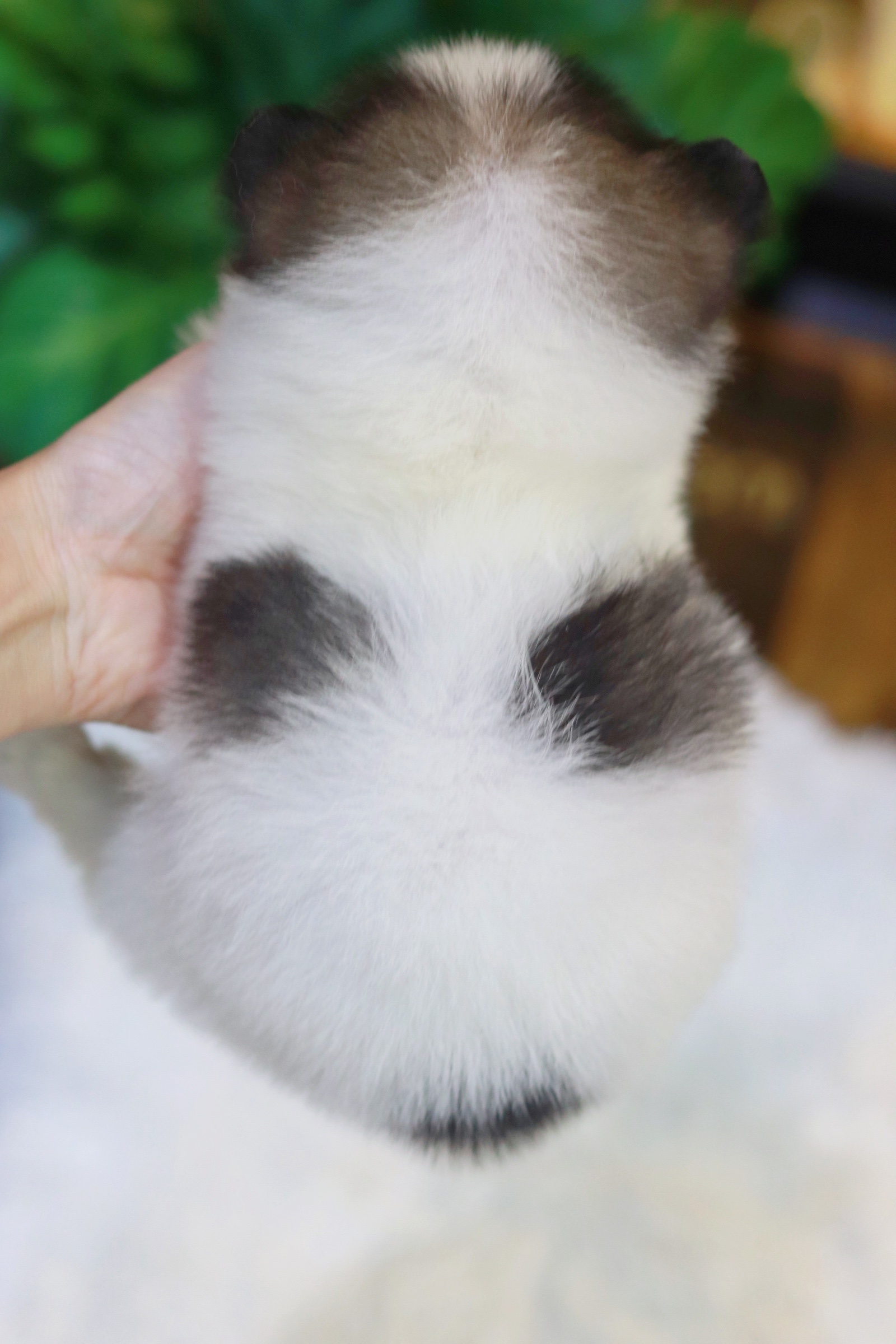 ปอมเมอเรเนียน เพศผู้แฟนซี