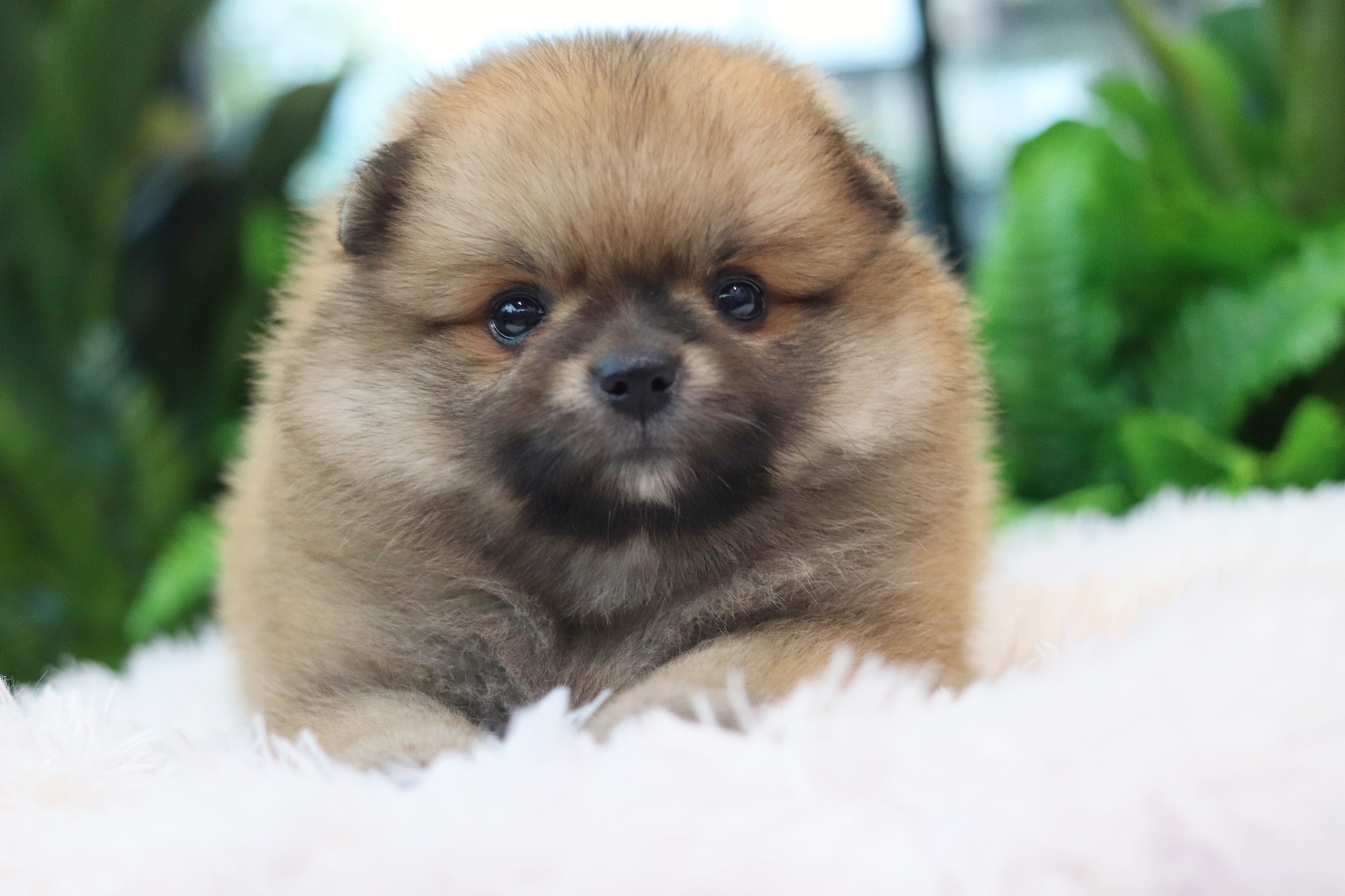 ปอมเมอเรเนียน เพศเมียสีส้ม