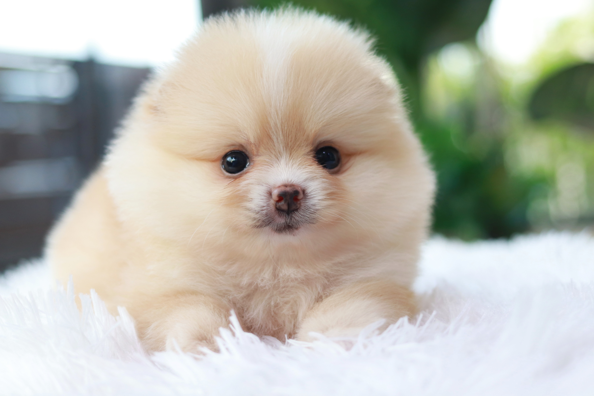 ปอมเมอเรเนียน เพศเมีย