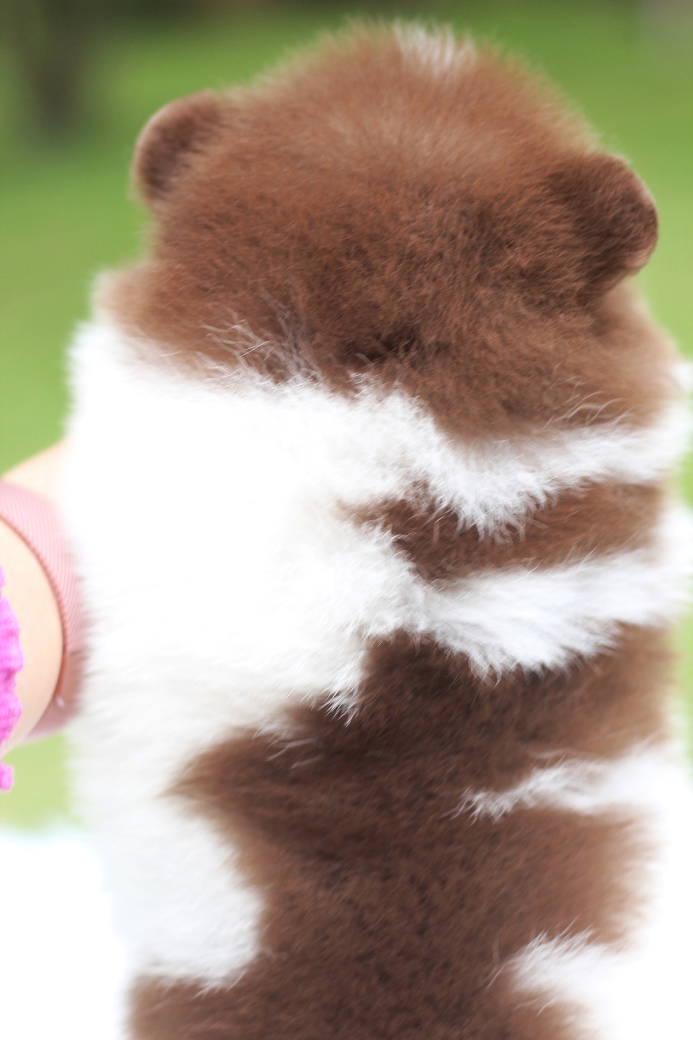 ปอมเมอเรเนียน เพศผู้แฟนซี&ช็อคแทน