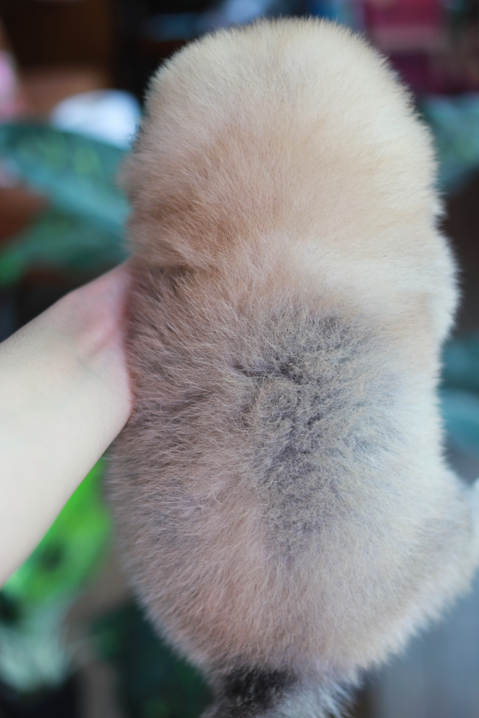 ปอมเมอเรเนียน เพศเมีย