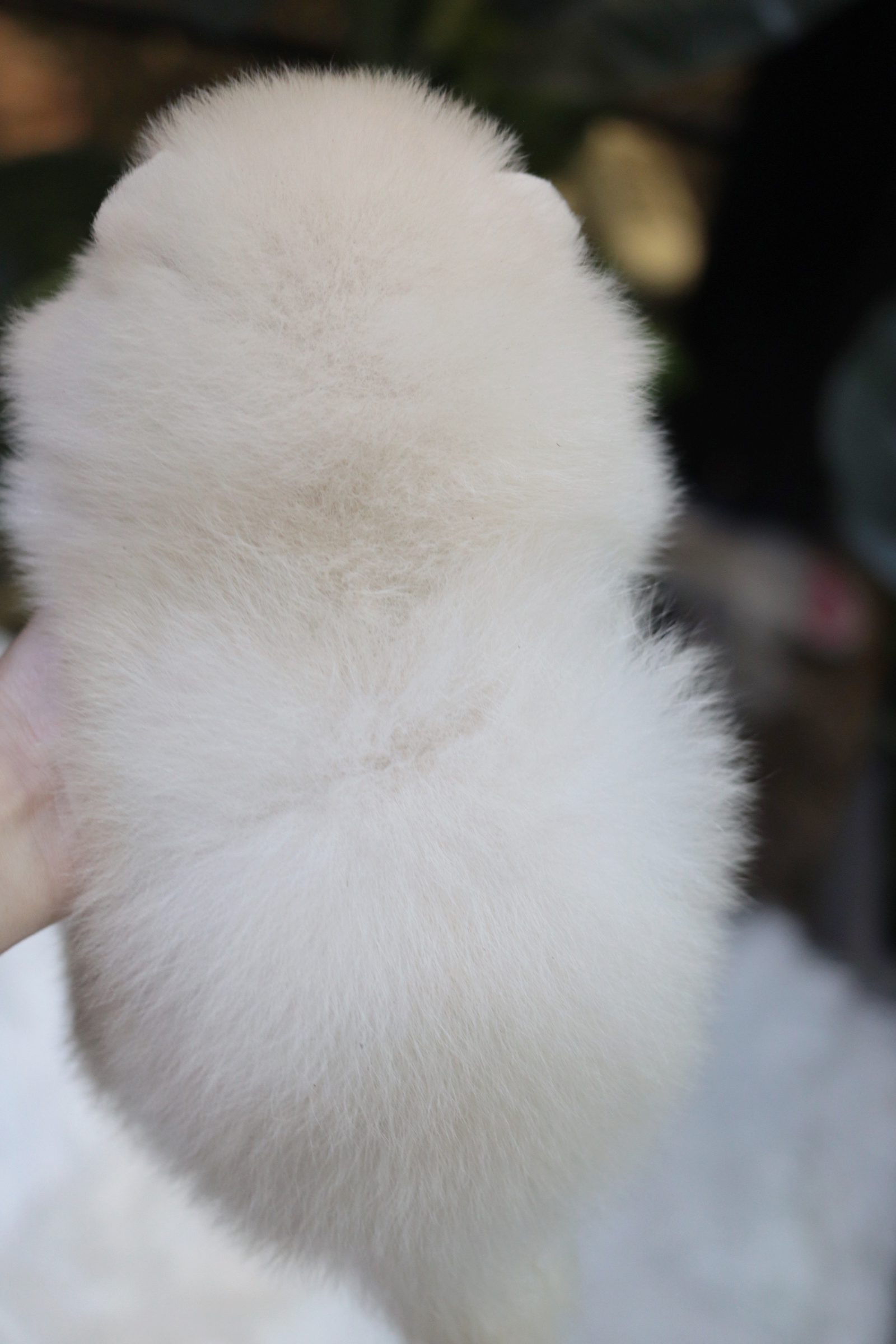 ปอมเมอเรเนียน เพศผู้ สีขาวครีม