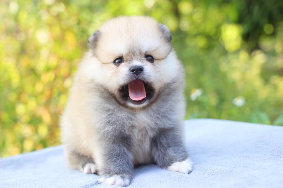 ปอมเมอเรเนียน เพศผู้