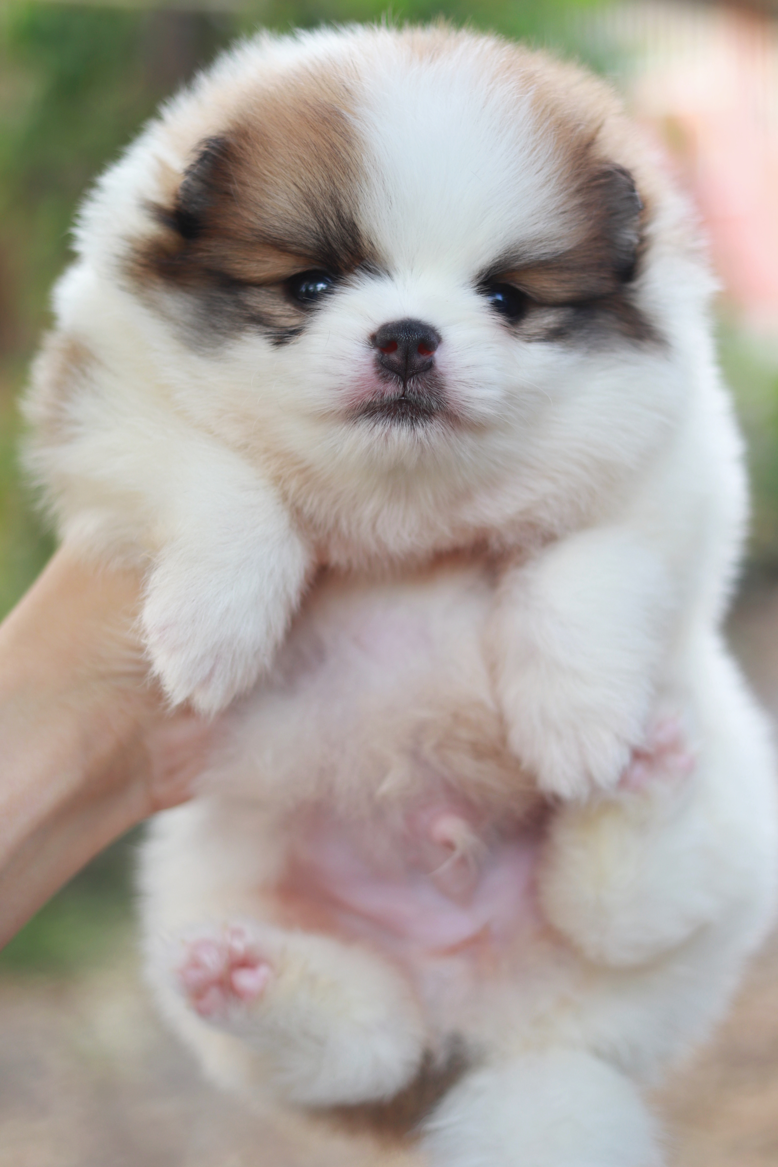 ปอมเมอเรเนียน เพศผู้