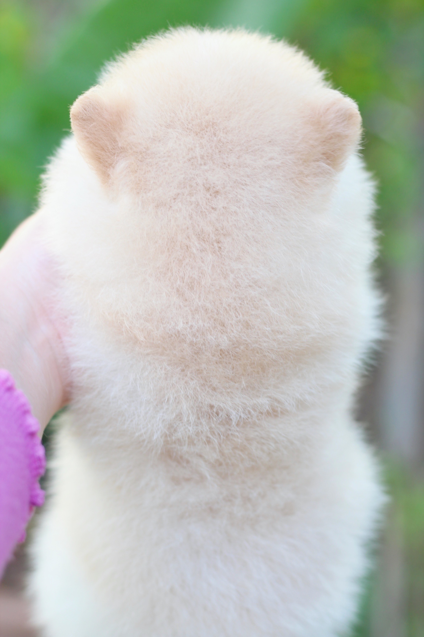 ปอมเมอเรเนียน เพศเมียสีครีม