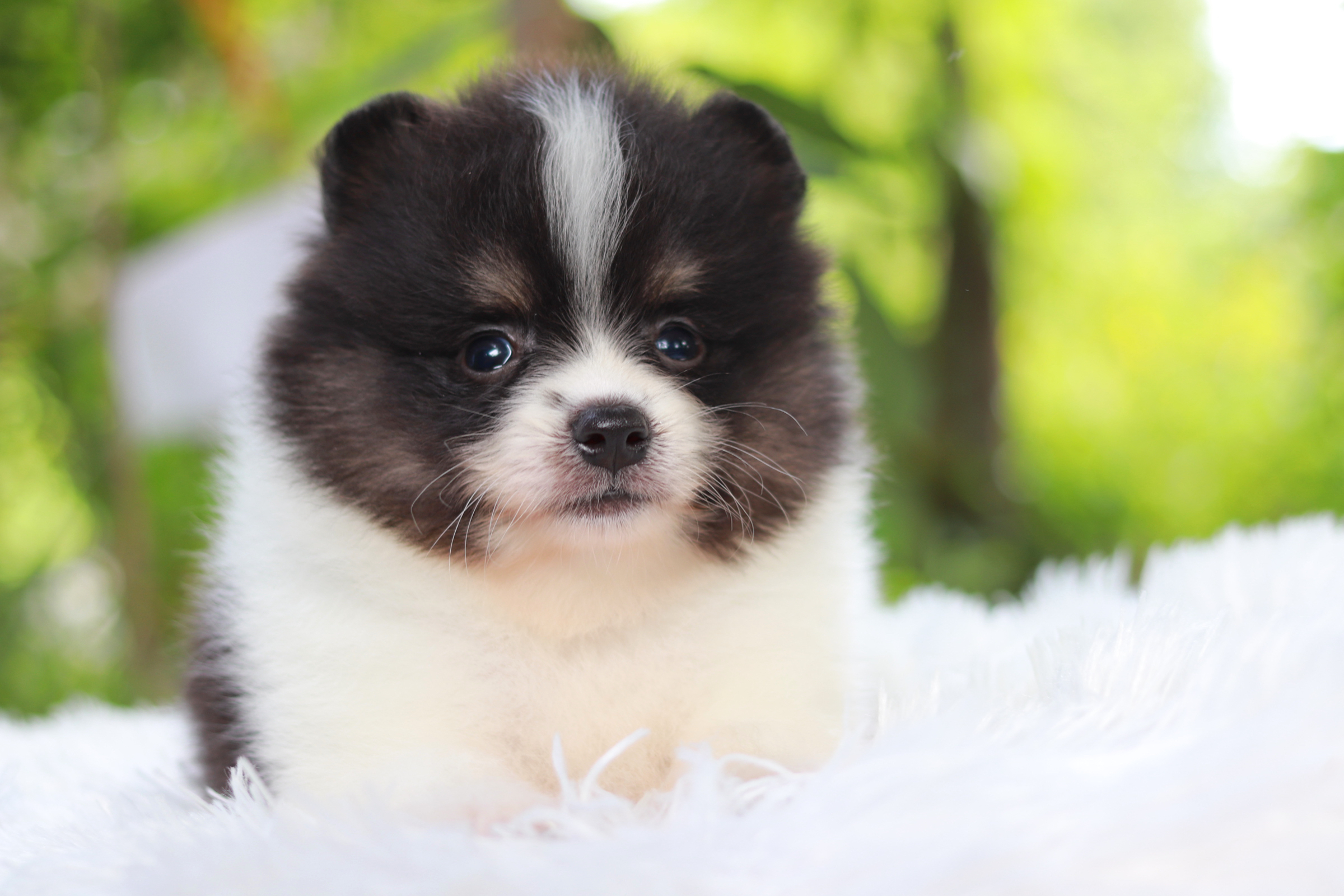 ปอมเมอเรเนียน เพศผู้ สีไตรคัลเลอร์ ขนแน่น