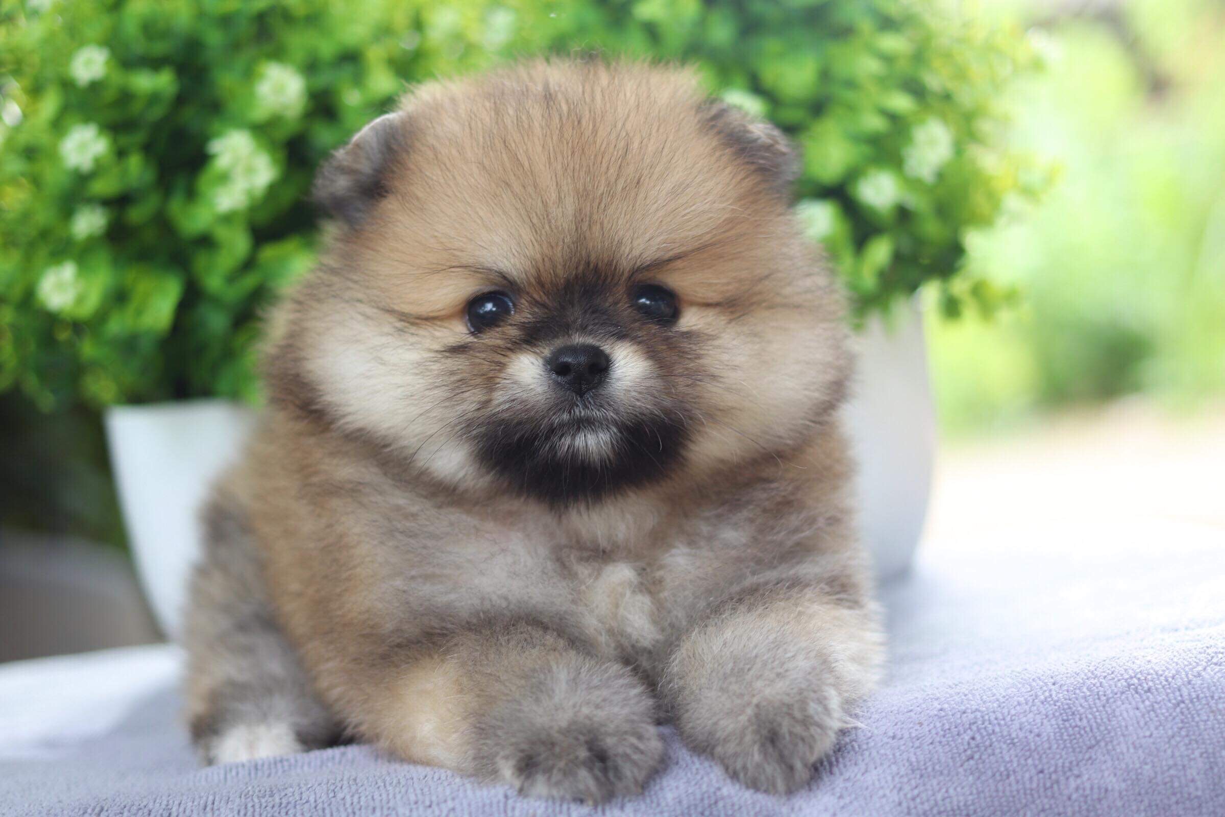 ปอมเมอเรเนียน เพศผู้