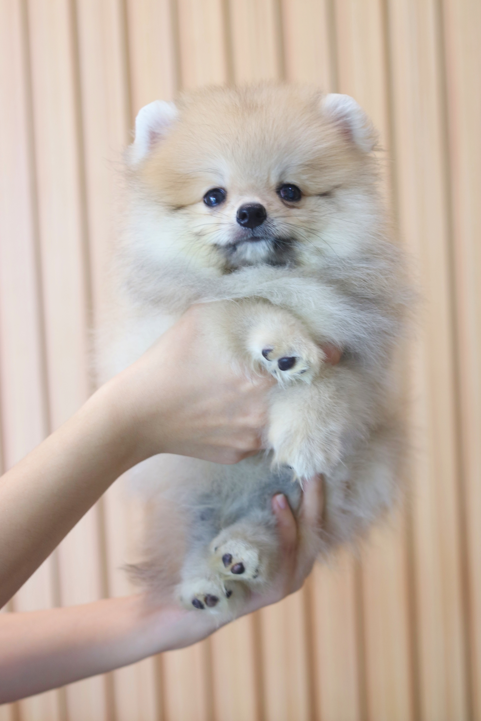 ปอมเมอเรเนียน เพศผู้สีส้ม