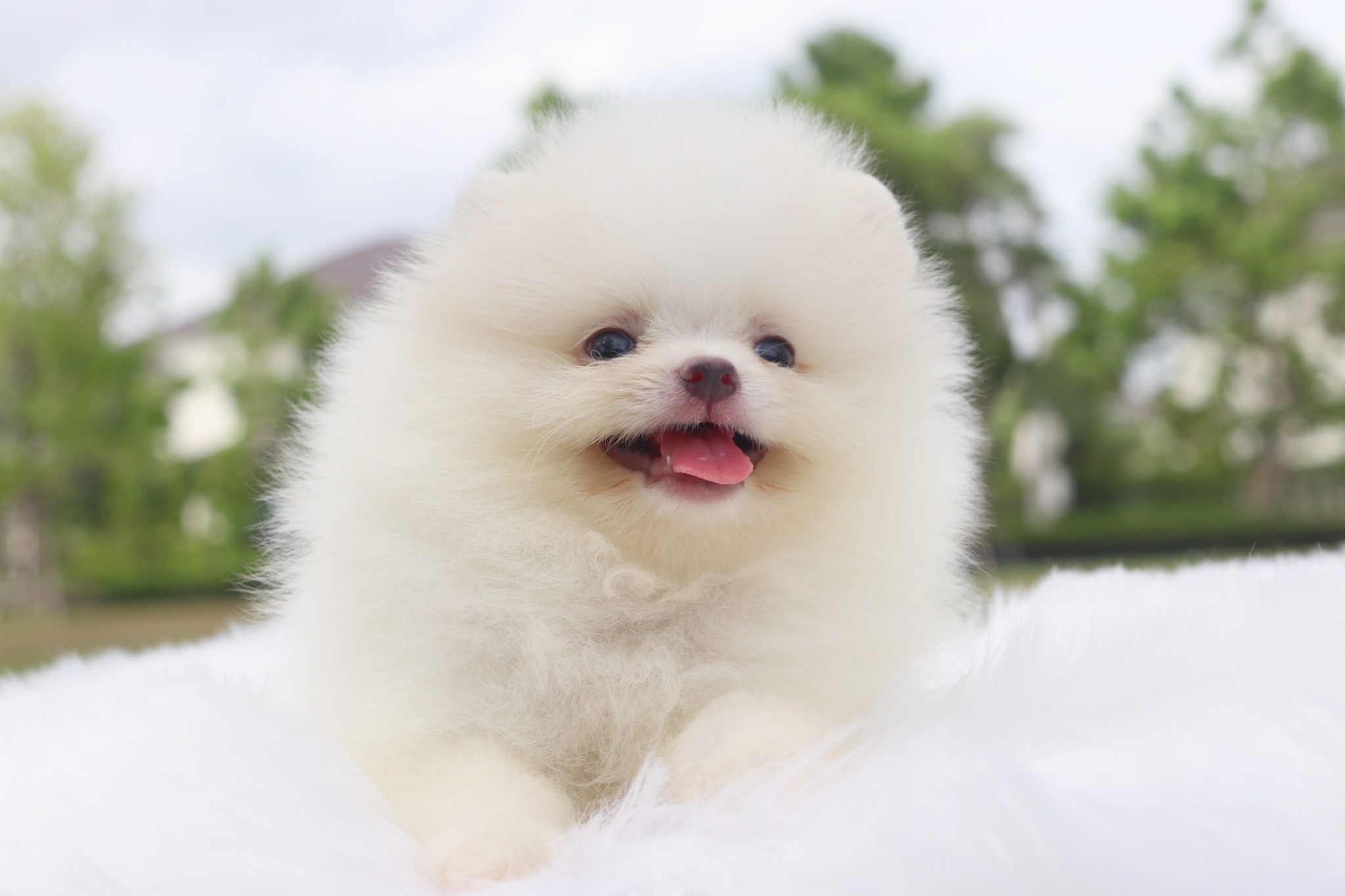 ปอมเมอเรเนียน เพศผู้สีขาวครีม