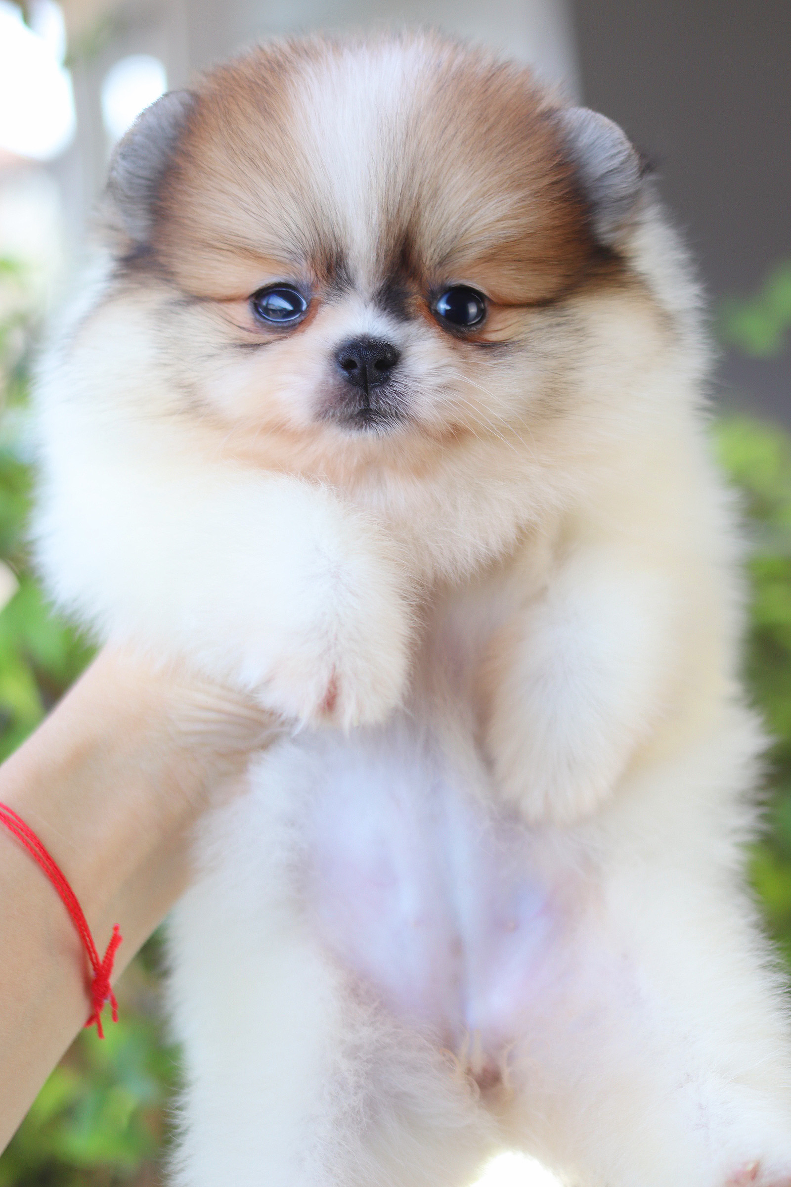 ปอมเมอเรเนียน เพศเมียสีแฟนซี