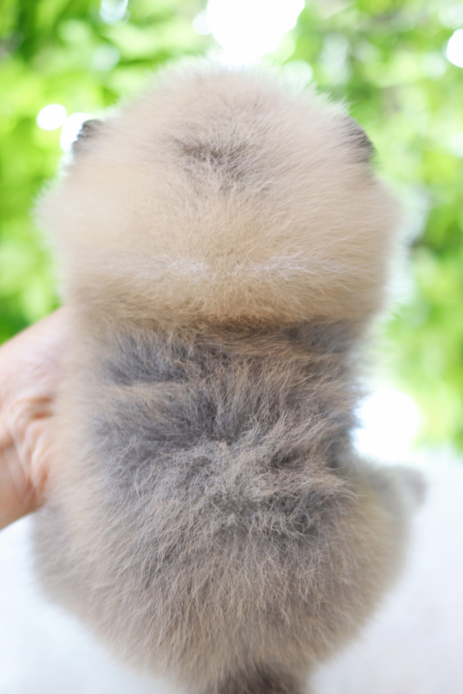 ปอมเมอเรเนียน เพศเมียสีส้ม เกรดโชว์