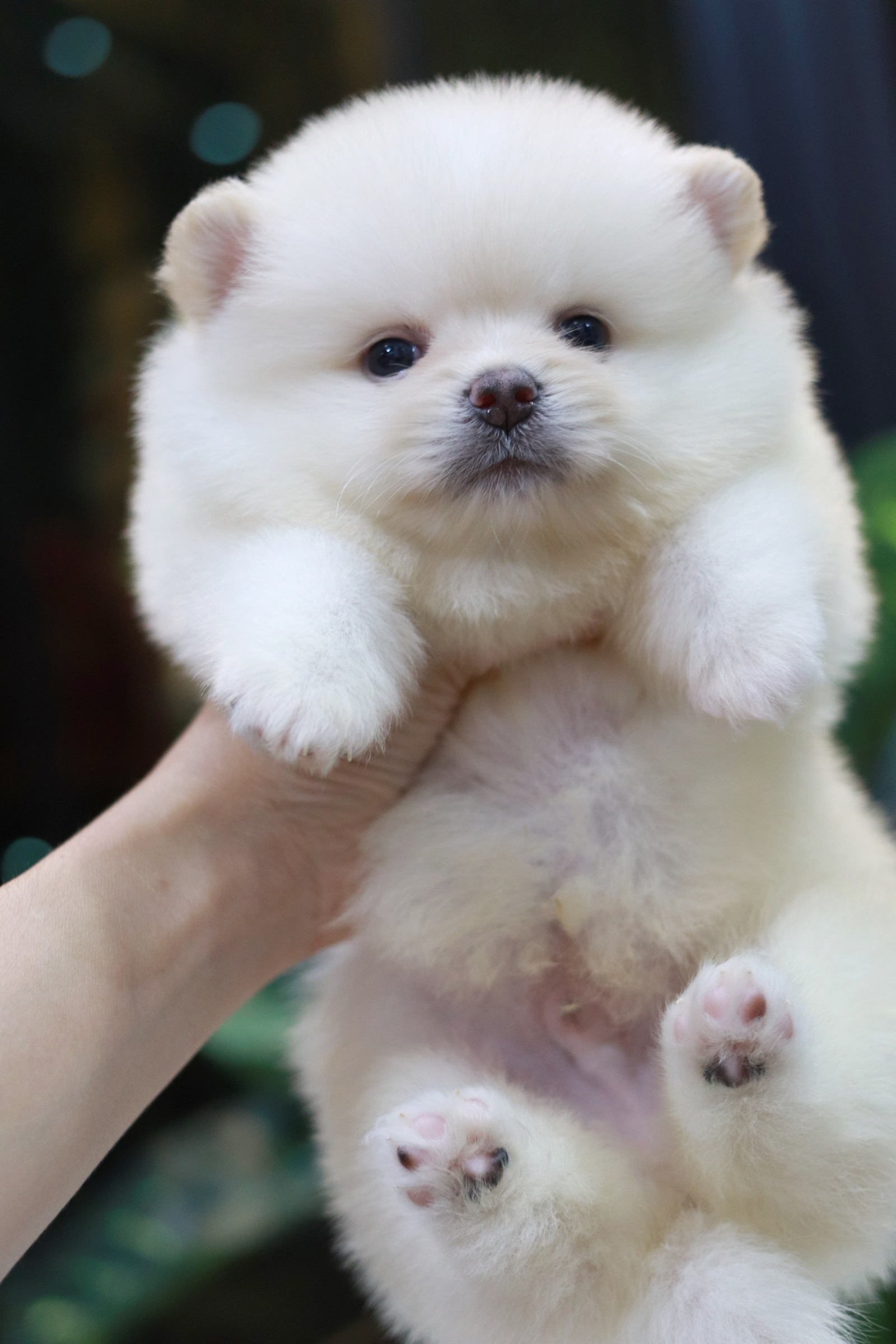 ปอมเมอเรเนียน เพศผู้ สีขาวครีม