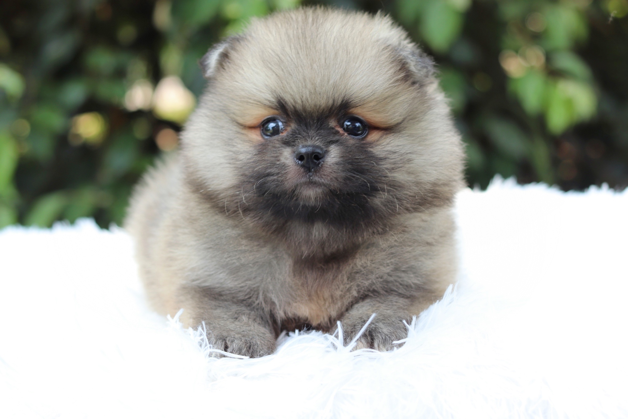 ปอมเมอเรเนียน เพศผู้สีส้ม