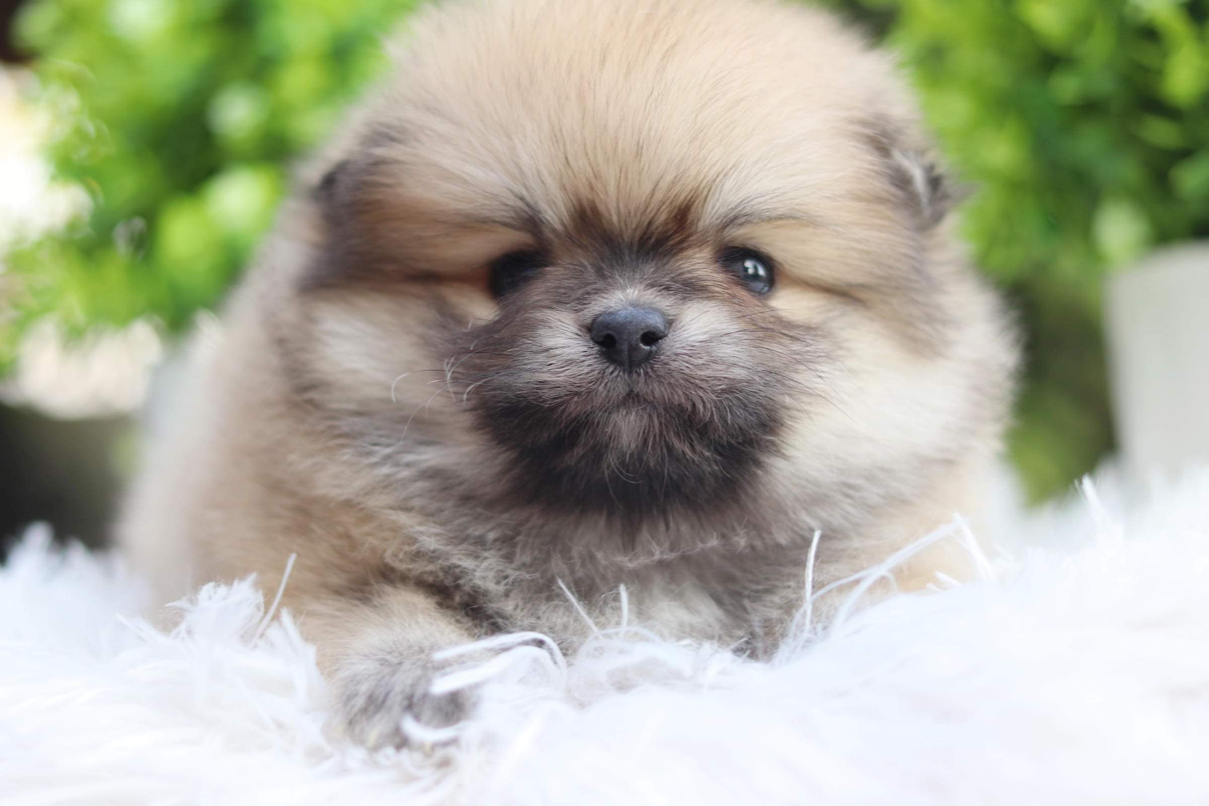 ปอมเมอเรเนียน เพศเมีย