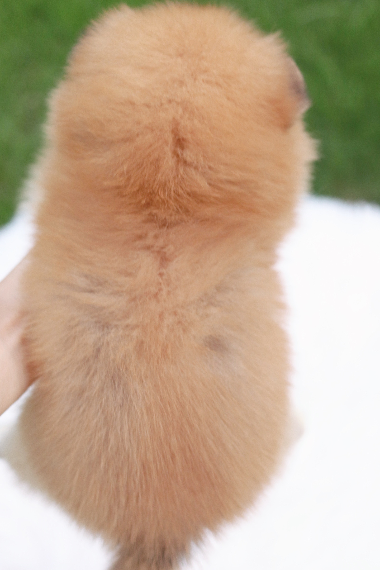 ปอมเมอเรเนียน เพศเมียสีส้ม