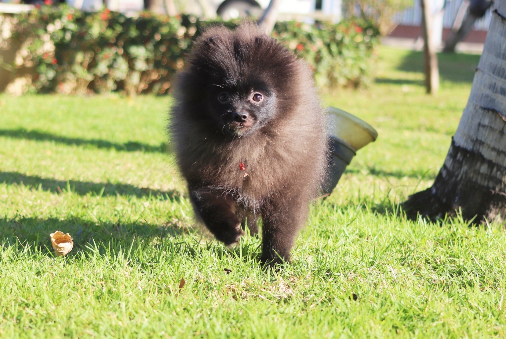 ปอมเมอเรเนียน เพศผู้ สีดำ สามเดือนขนแน่นๆ