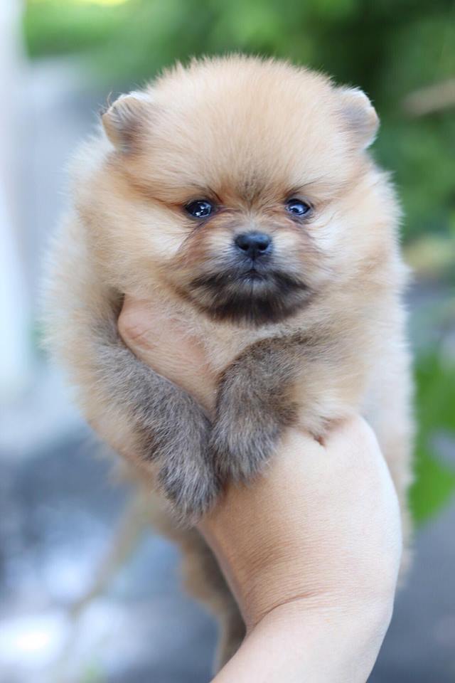 ปอมเมอเรเนียน เพศเมีย ทีคัพ