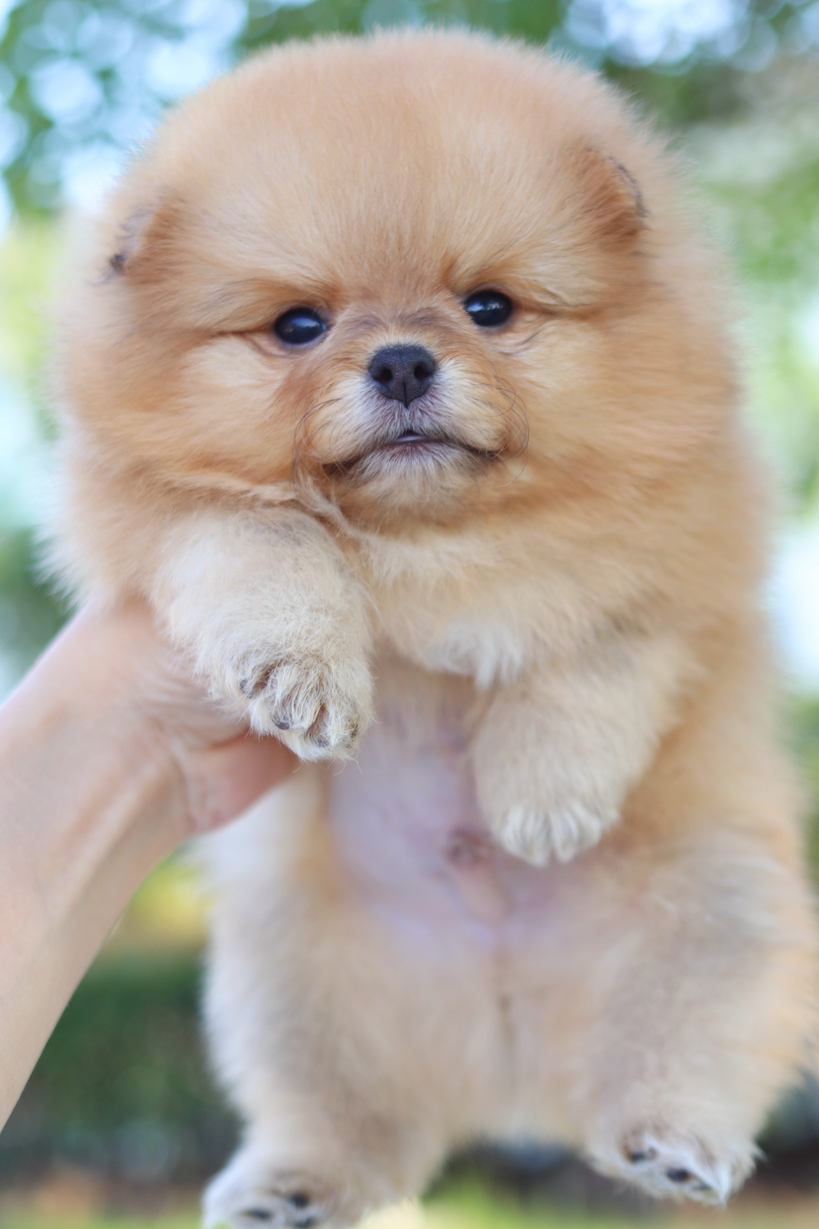 ปอมเมอเรเนียน เพศผู้ สีส้ม