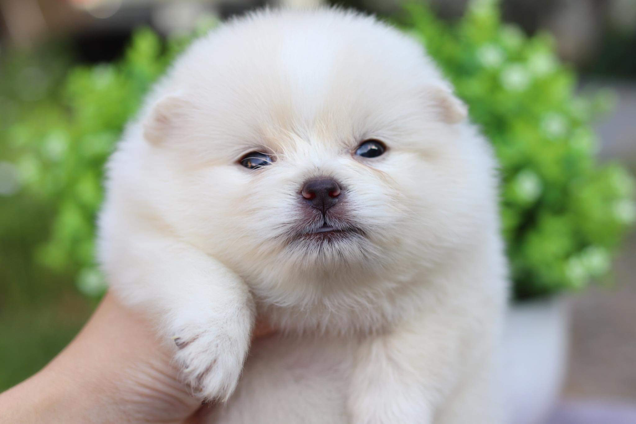 ปอมเมอเรเนียน เพศผู้