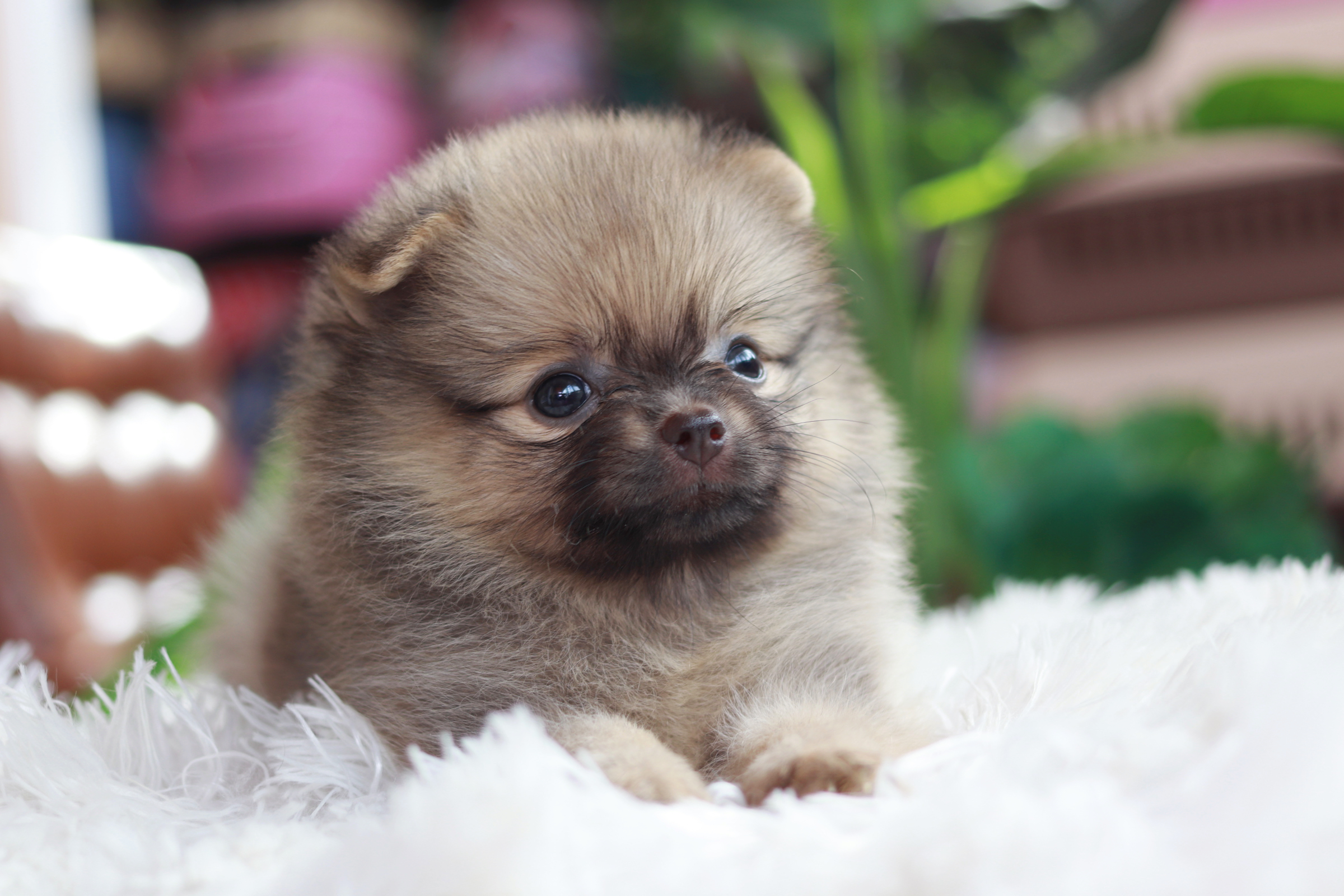 ปอมเมอเรเนียน เพศเมีย สีส้มเกรดเลี้ยงเล่น