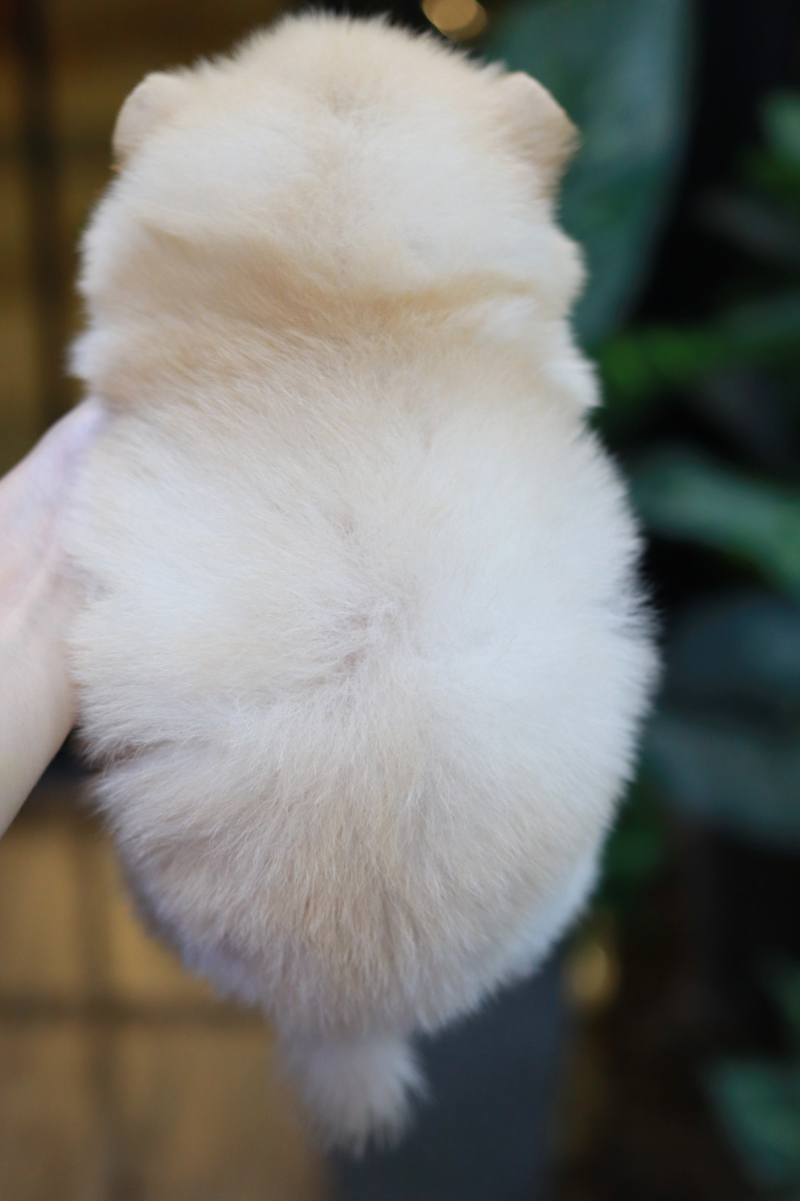 ปอมเมอเรเนียน เพศผู้