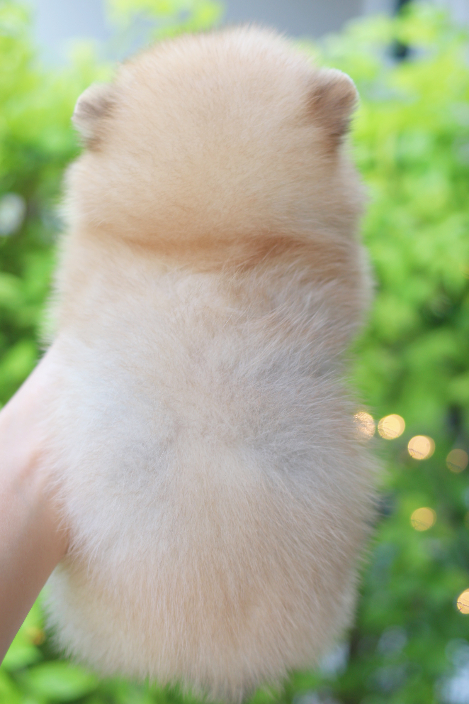 ปอมเมอเรเนียน เพศผู้ สีส้ม