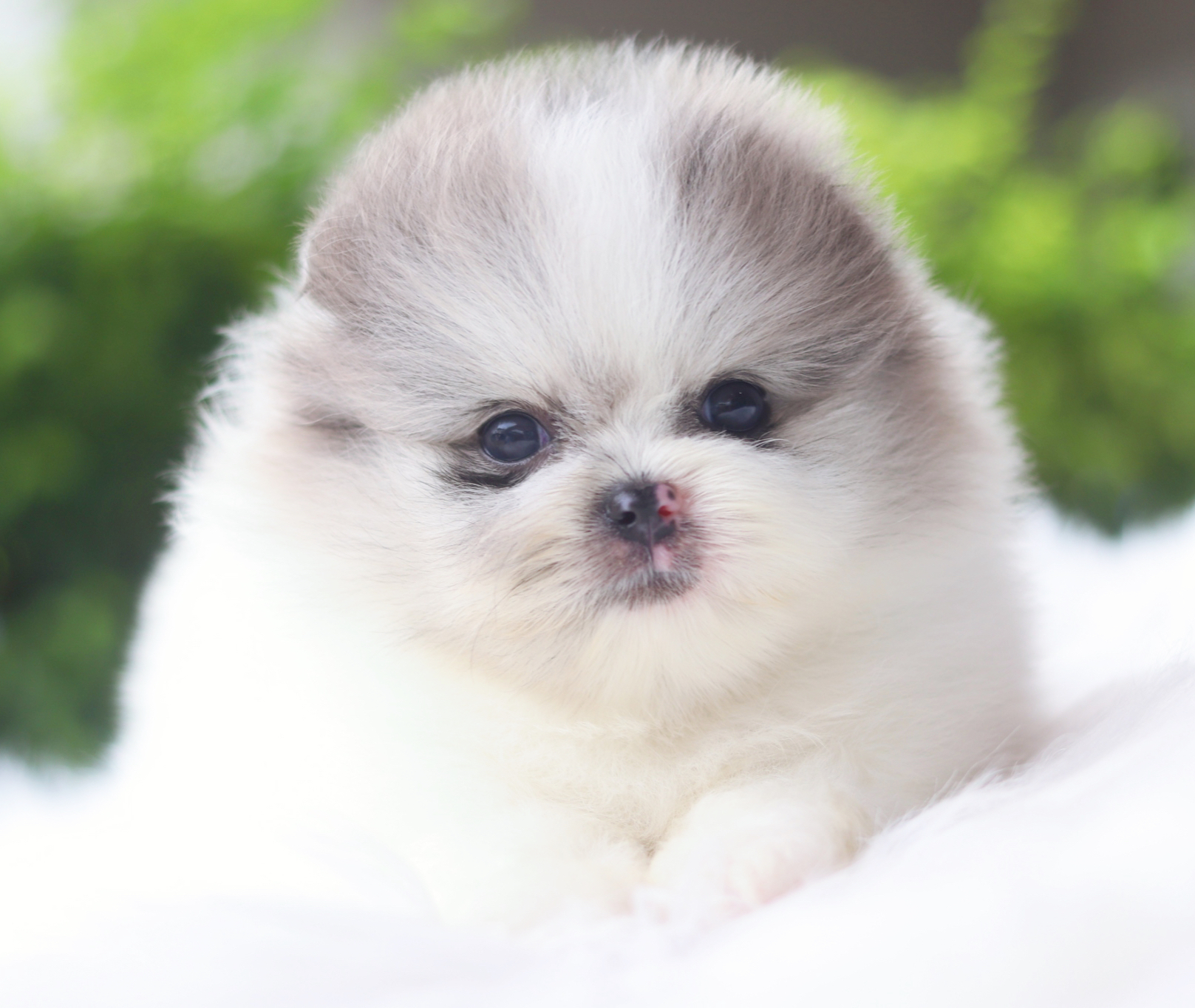 ปอมเมอเรเนียน เพศผู้ สีแฟนซีเมอร์เร่