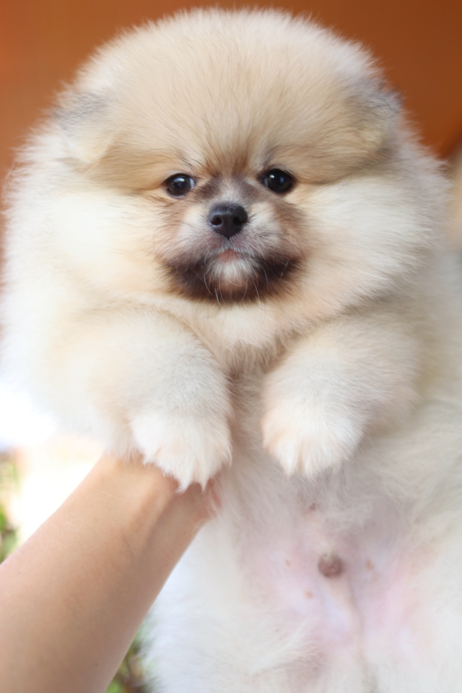 ปอมเมอเรเนียน เพศผู้ สีส้ม