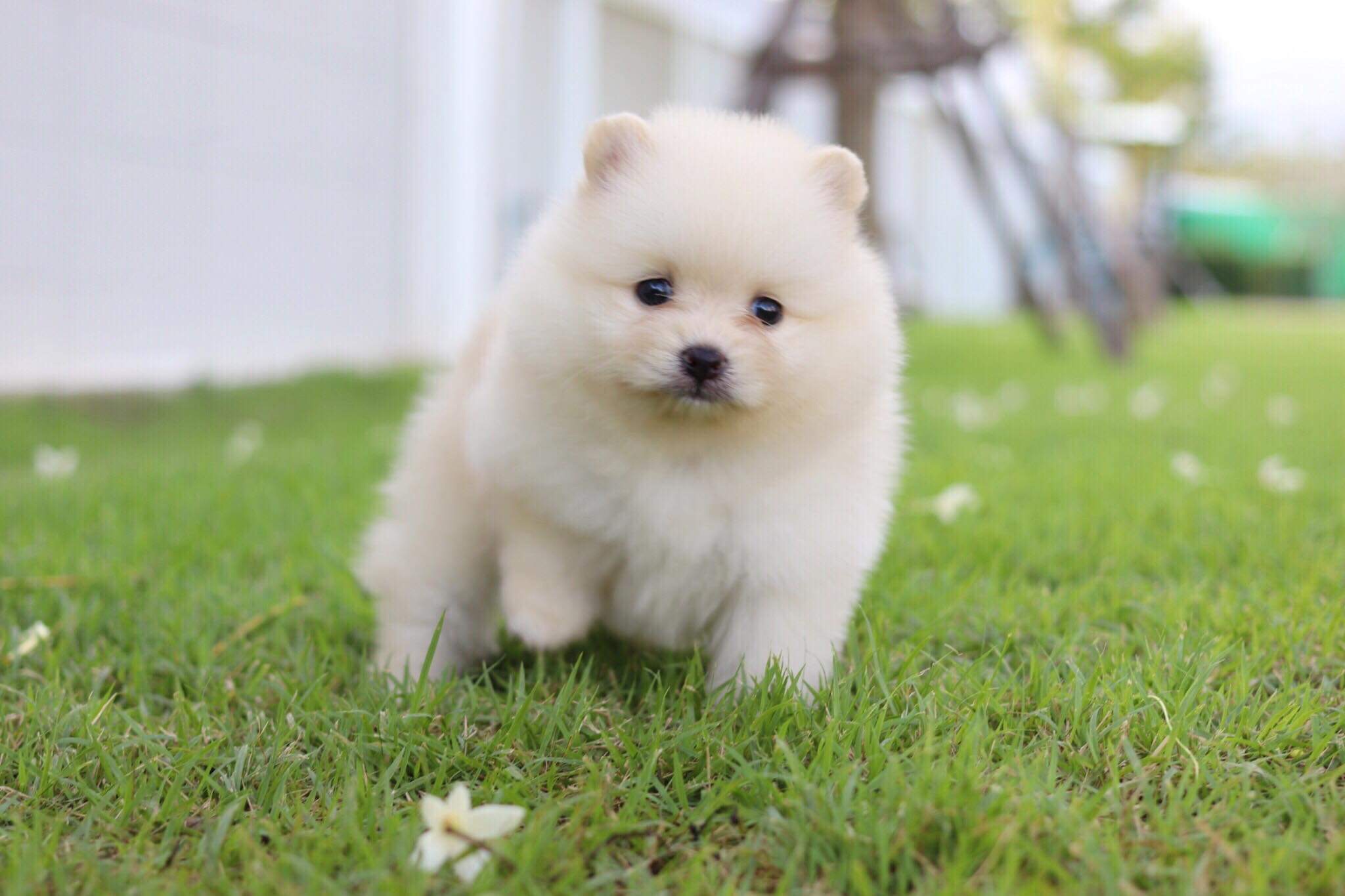 ปอมเมอเรเนียน เพศเมีย