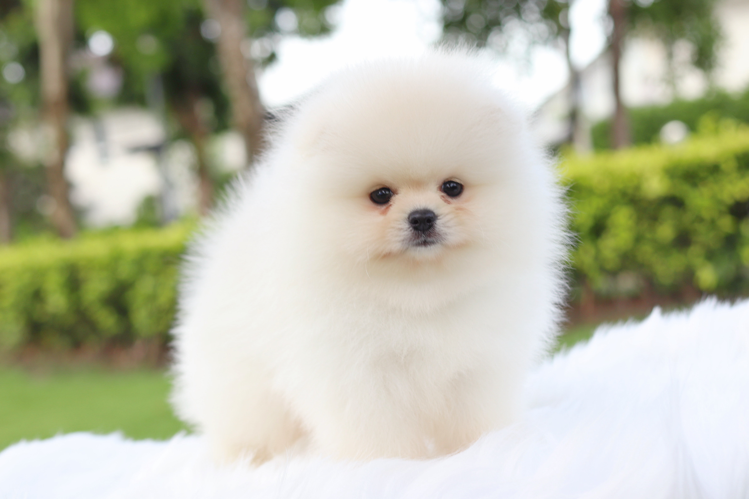 ปอมเมอเรเนียน เพศผูัสีขาวครีม เกรดโขว์