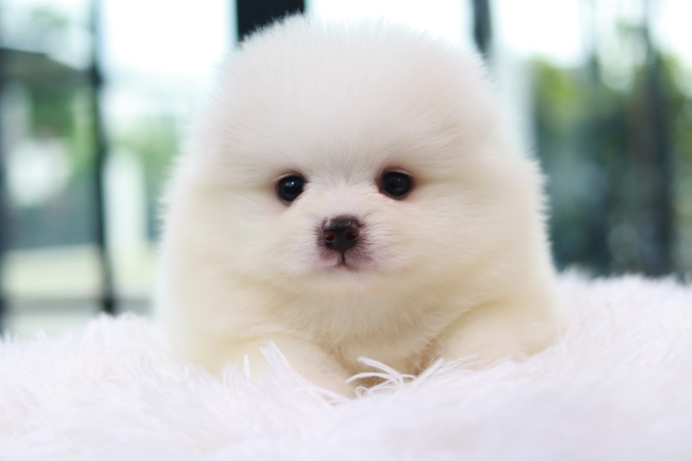 ปอมเมอเรเนียน เพศผู้สีขาว ไซส์ปกติ