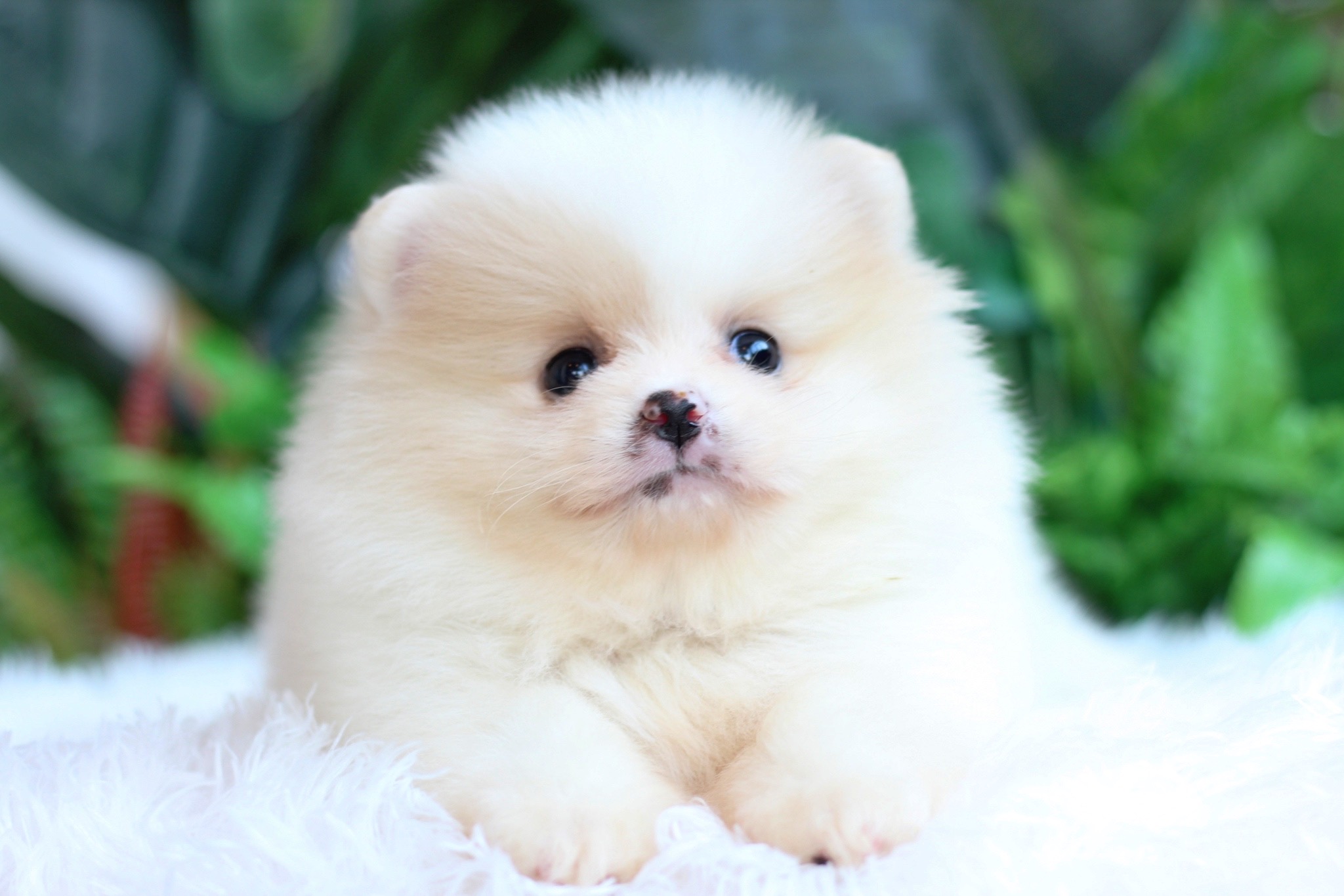 ปอมเมอเรเนียน เพศผู้ ขาวครีม