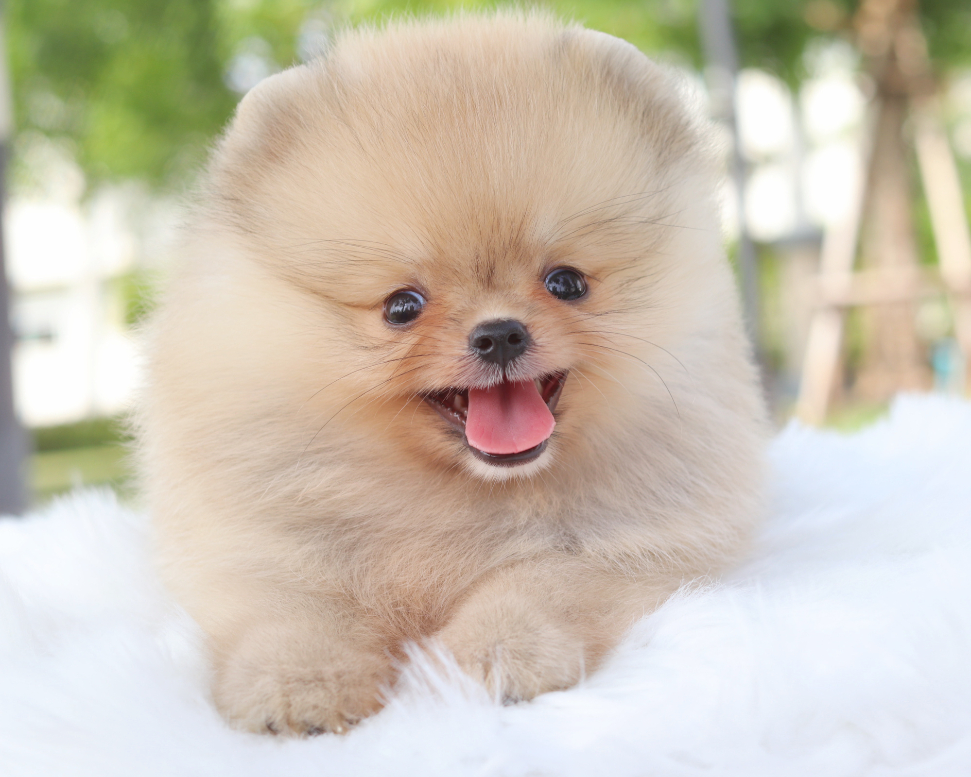 ปอมเมอเรเนียน เพศผู้สีส้ม